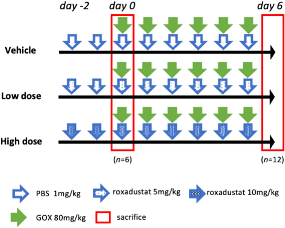 Prolyl hydroxylase domain inhibitors prevent kidney crystal formation by suppressing inflammation