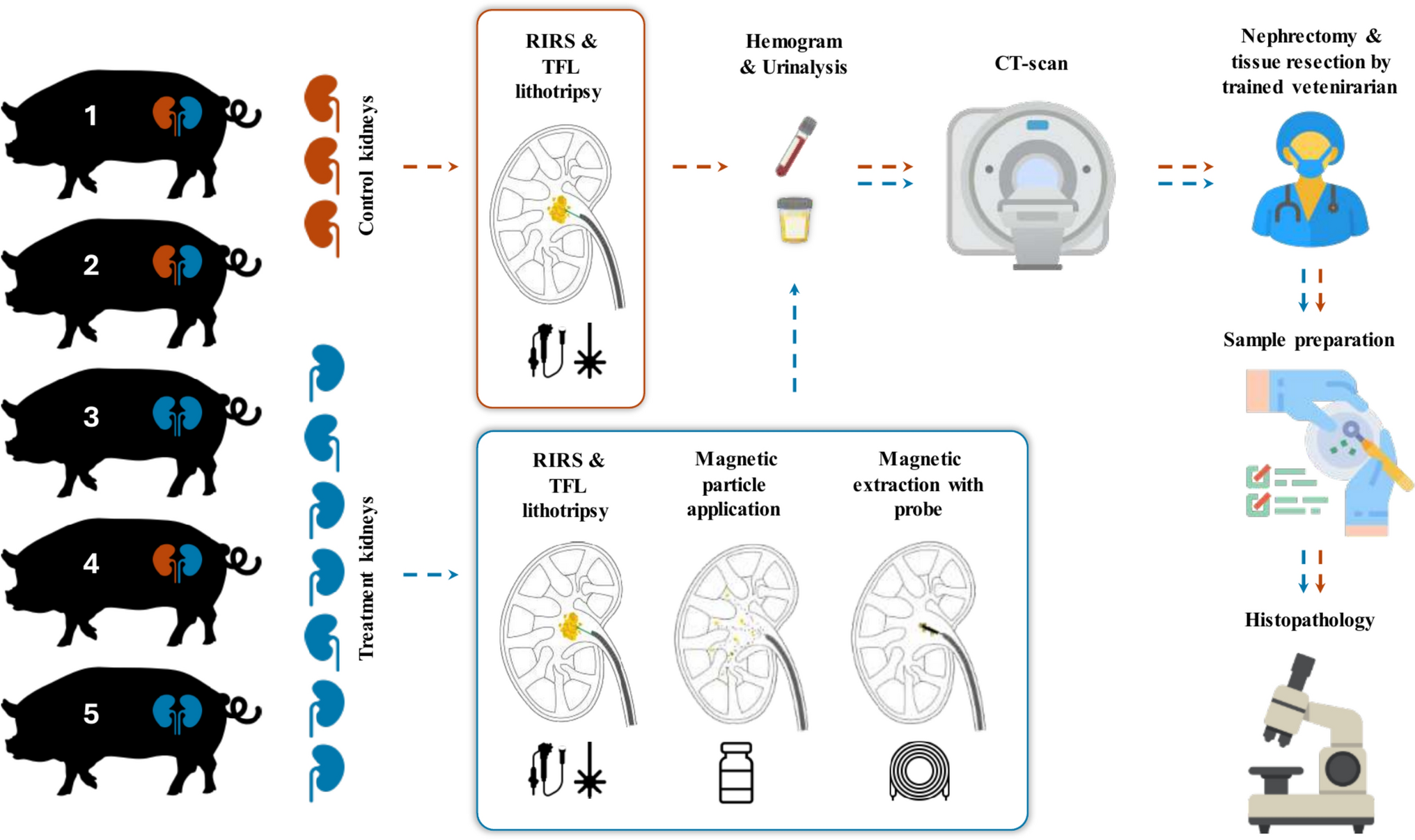 Harnessing magnetism: evaluation of safety, tolerance and feasibility of magnetic kidney stone retrieval in vivo in porcine models