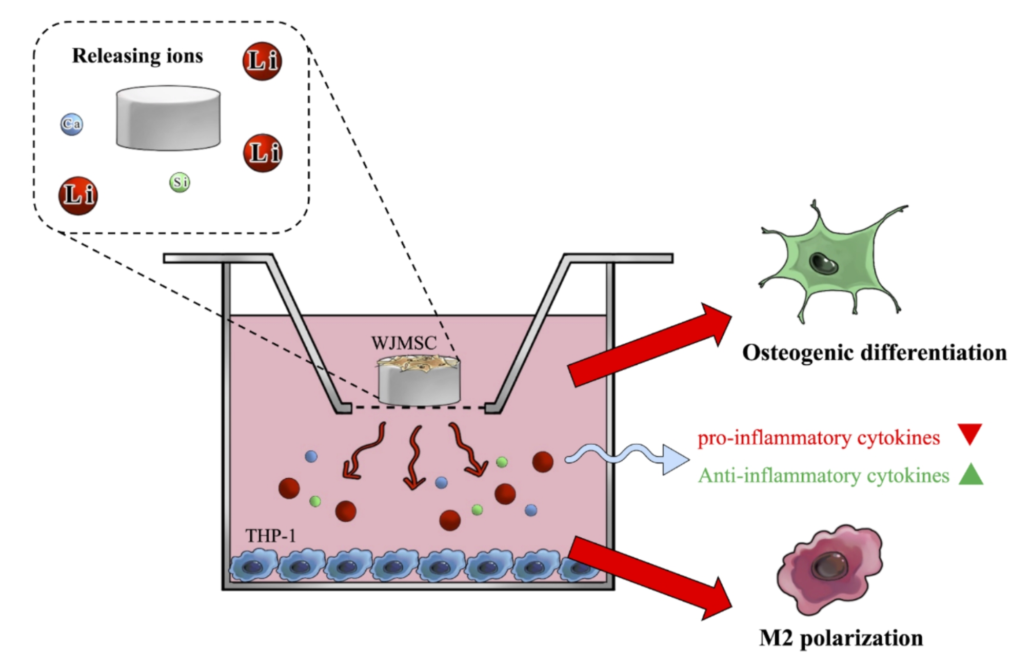 Lithium-doped calcium silicate cement regulates the immune microenvironment and promotes M2 macrophage polarization for enhancing bone regeneration
