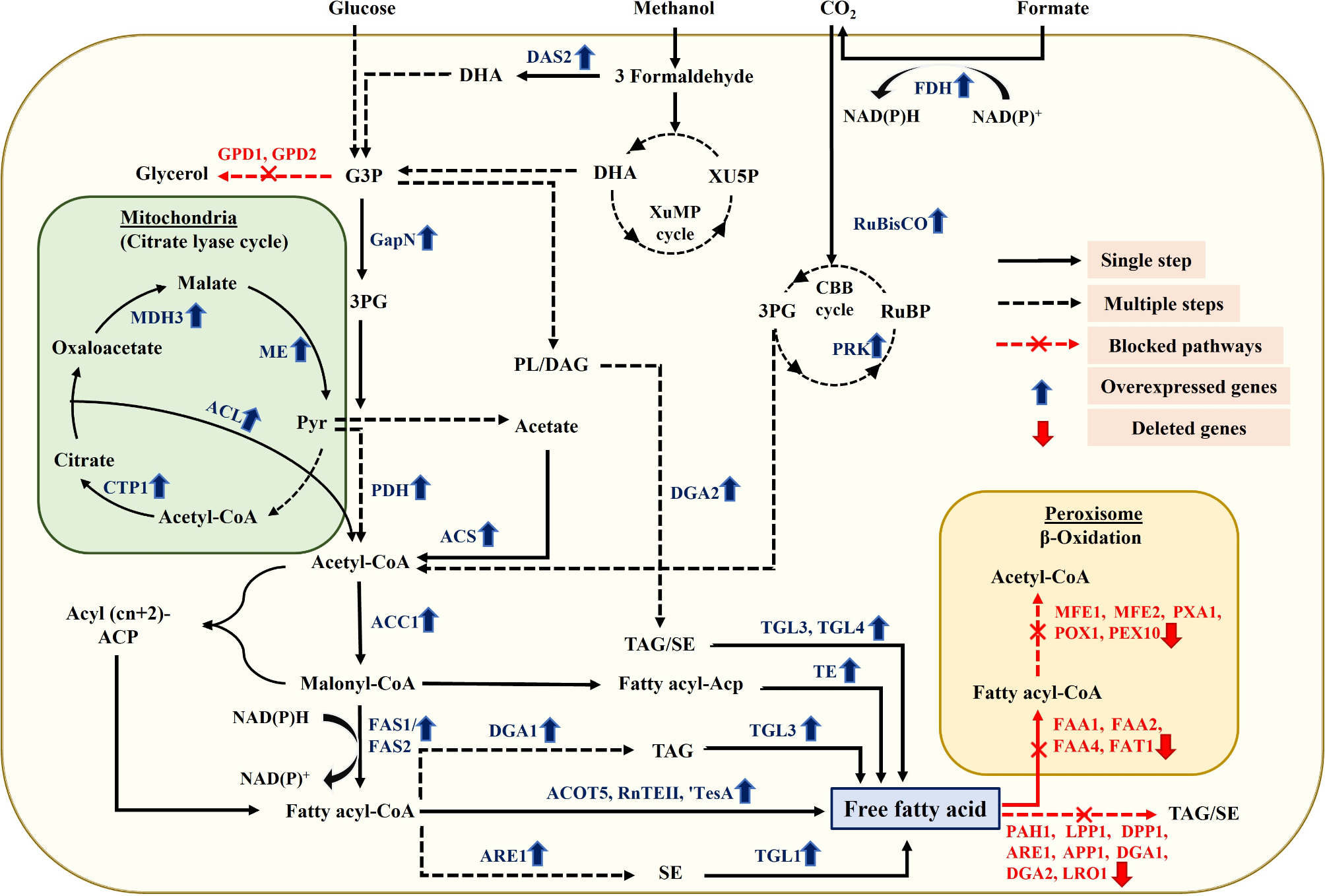 Advanced metabolic Engineering strategies for the sustainable production of free fatty acids and their derivatives using yeast