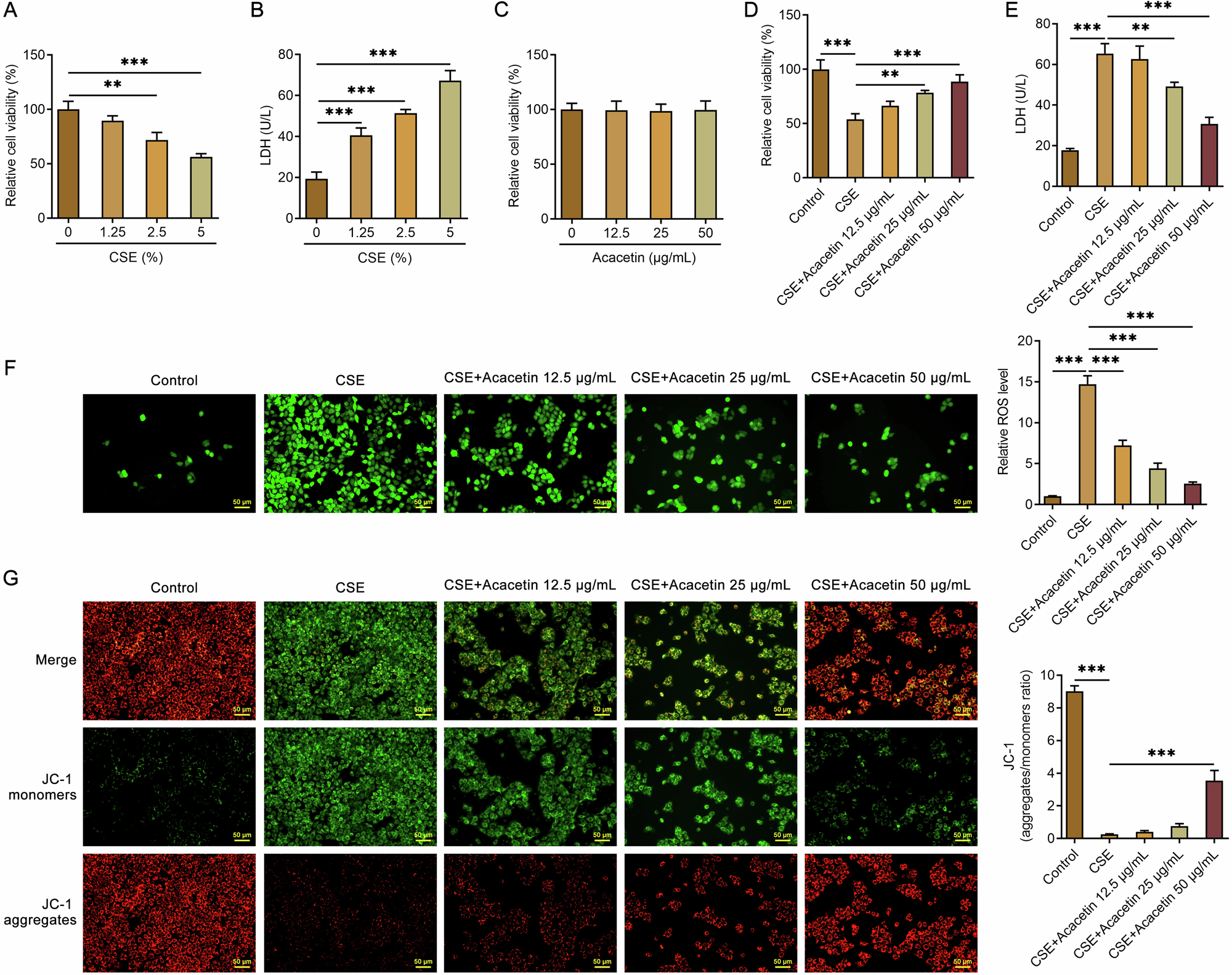 Acacetin Attenuates Cigarette Smoke Extract-Induced Human Bronchial Epithelial Cell Injury by Activating NRF2/SLC7A11/GPX4 Signaling to Inhibit Ferroptosis
