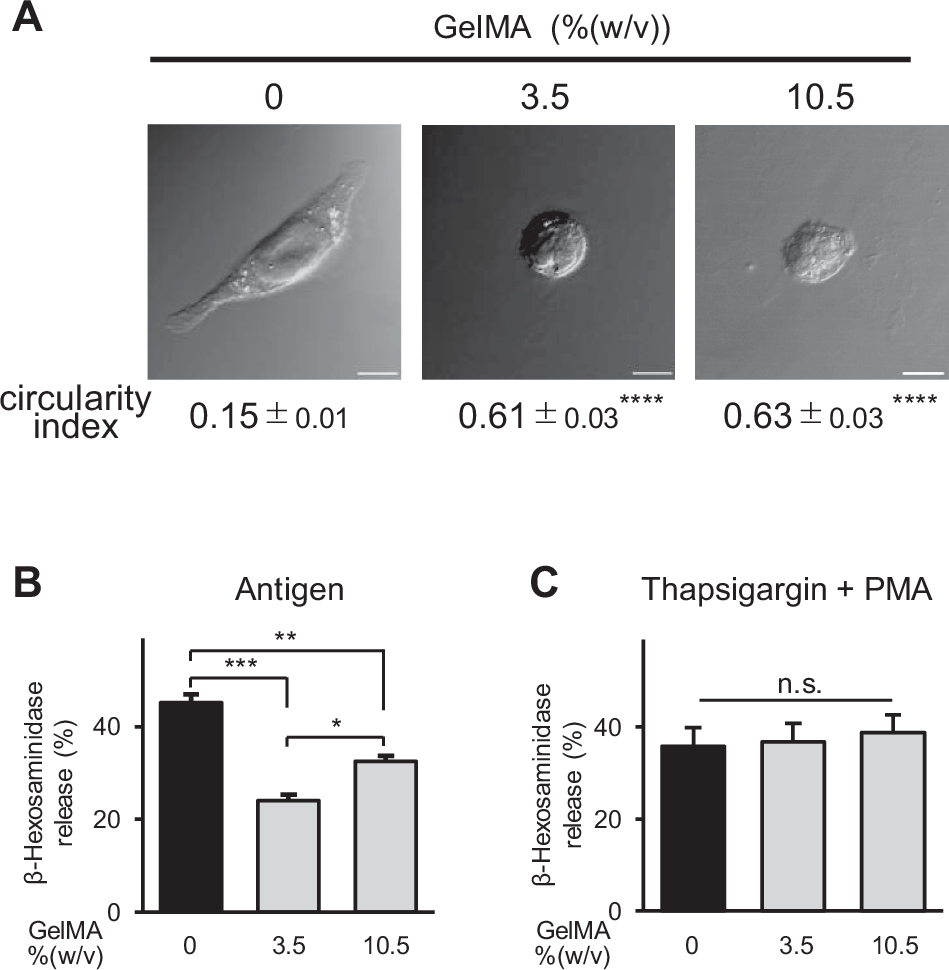 Suppression of FcεRI-evoked Degranulation in RBL-2H3 Cells on Gelatin Methacryloyl Hydrogel