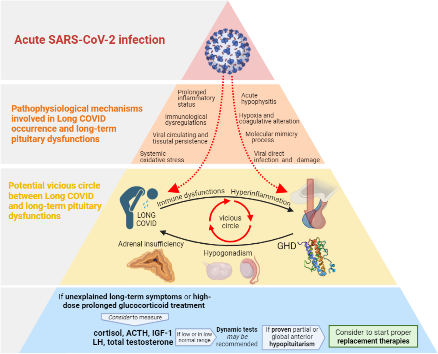 Long COVID and pituitary dysfunctions: a bidirectional relationship?