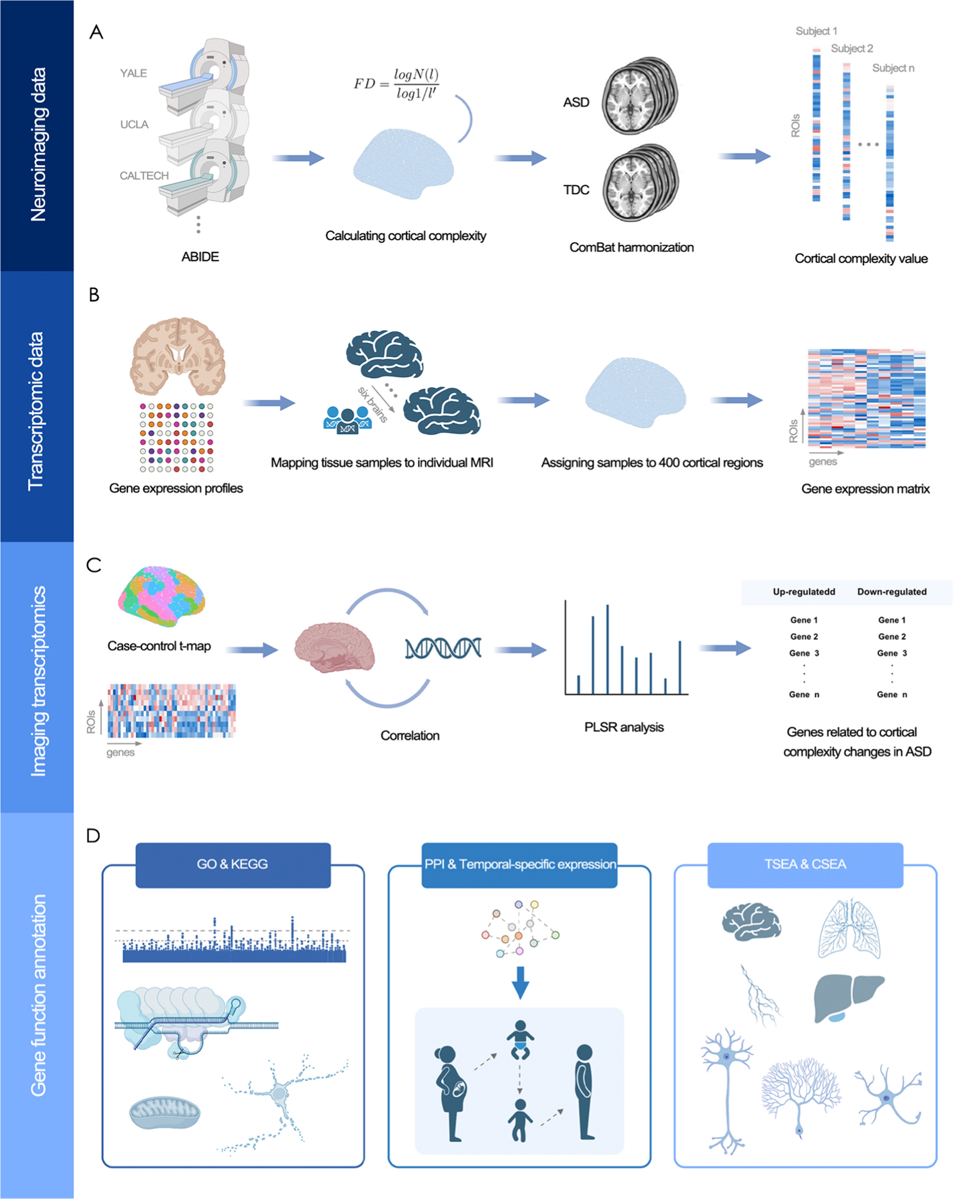 Molecular architecture of the altered cortical complexity in autism