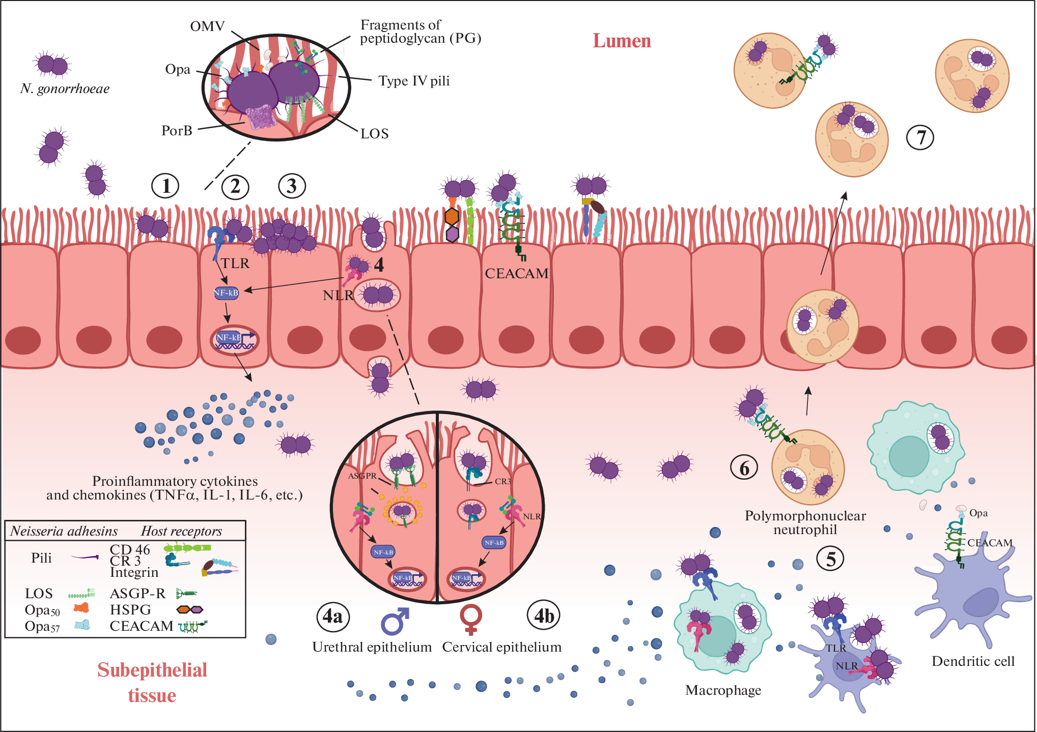 Unveiling Neisseria gonorrhoeae Survival: Genetic Variability, Pathogenesis, and Antimicrobial Drug Resistance