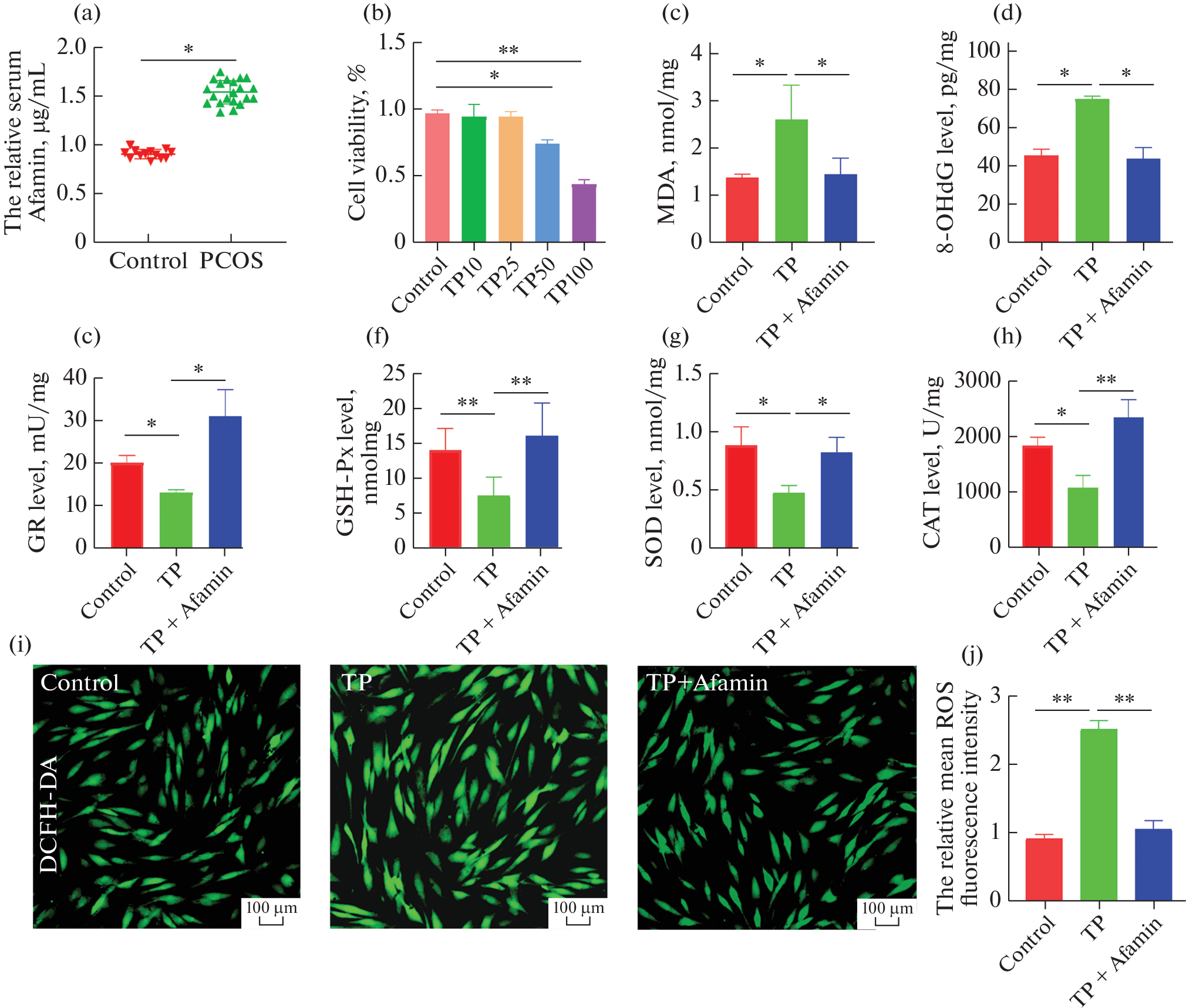 Afamin Ameliorates Testosterone Propionate (TP)-Induced Oxidative Stress and Mitochondrial Damage in Human Ovarian Granulosa Tumor Cells (KGN) by Upregulating the Expression of SIRT1