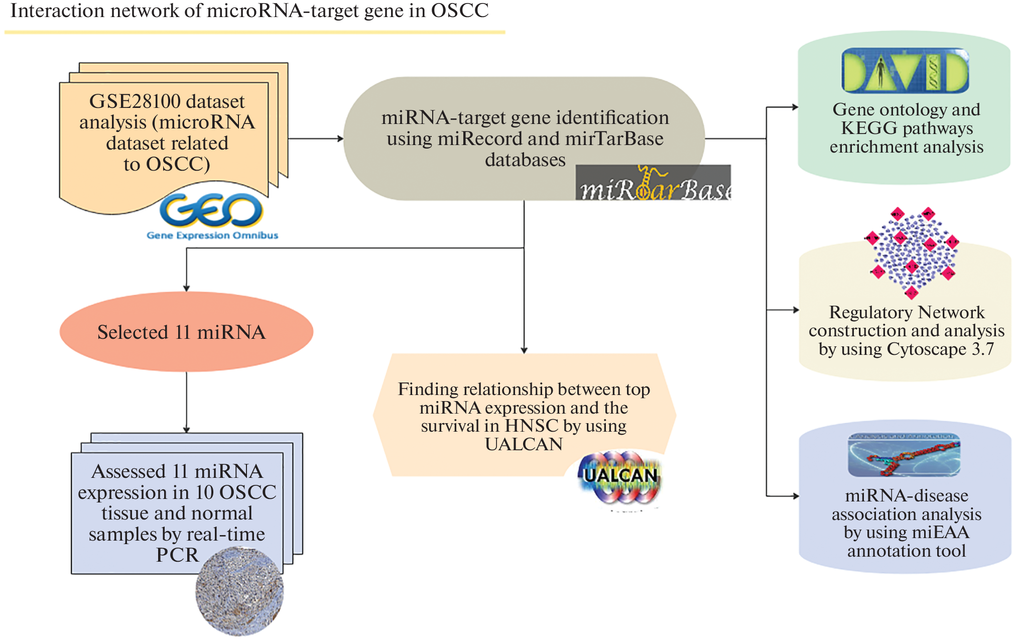 Unraveling Cancer Progression in Oral Squamous Cell Carcinoma through Regulatory Network Analysis; miRNA-Target Gene Interaction