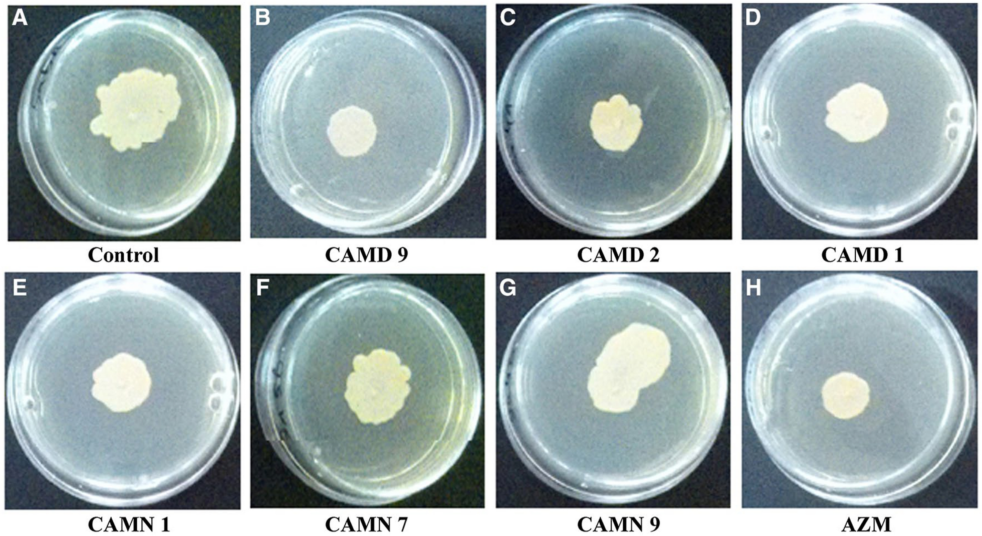 Correction: Modulation of S. aureus and P. aeruginosa biofilm: an in vitro study with new coumarin derivatives