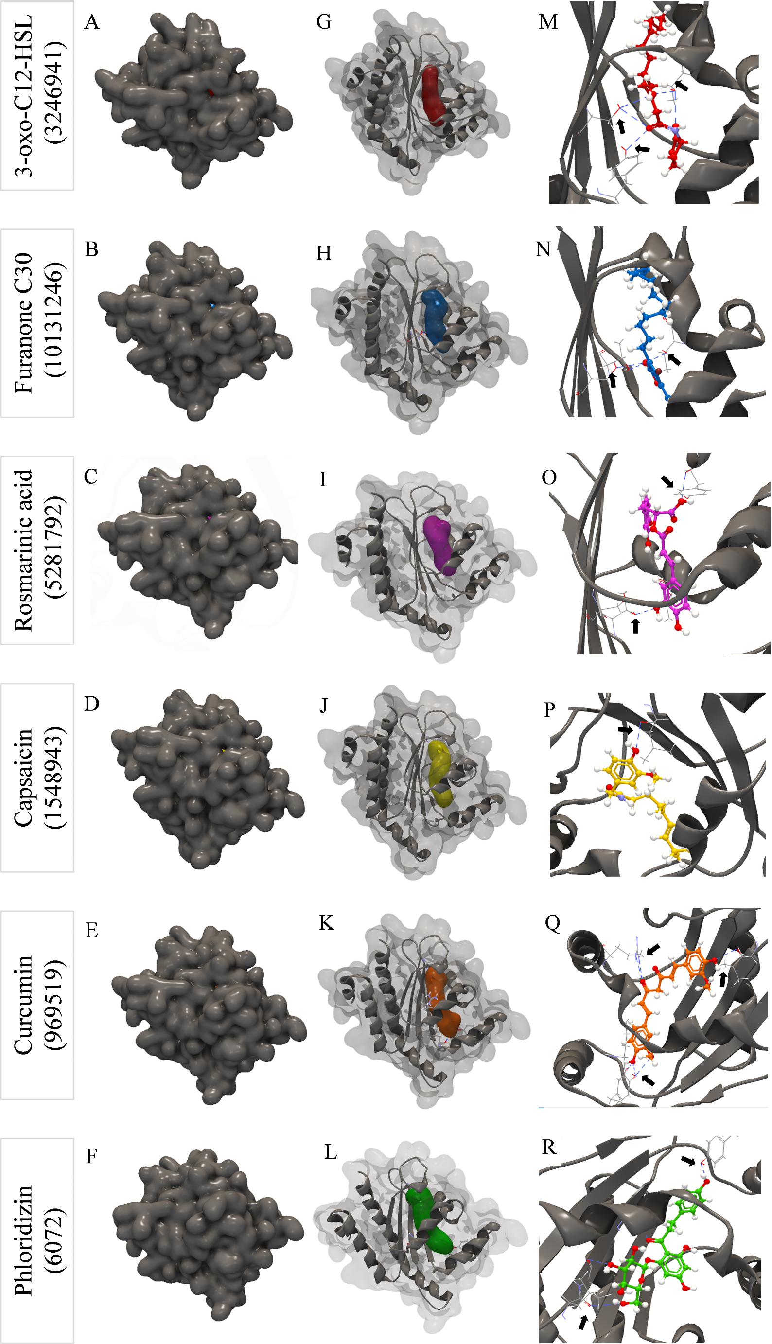 Exploring the antivirulence potential of phenolic compounds to inhibit quorum sensing in Pseudomonas aeruginosa