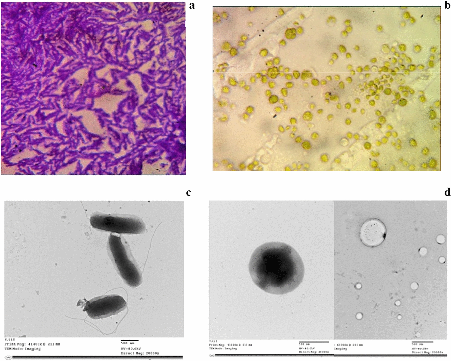 Algal–bacterial bioremediation of cyanide-containing wastewater in a continuous stirred photobioreactor
