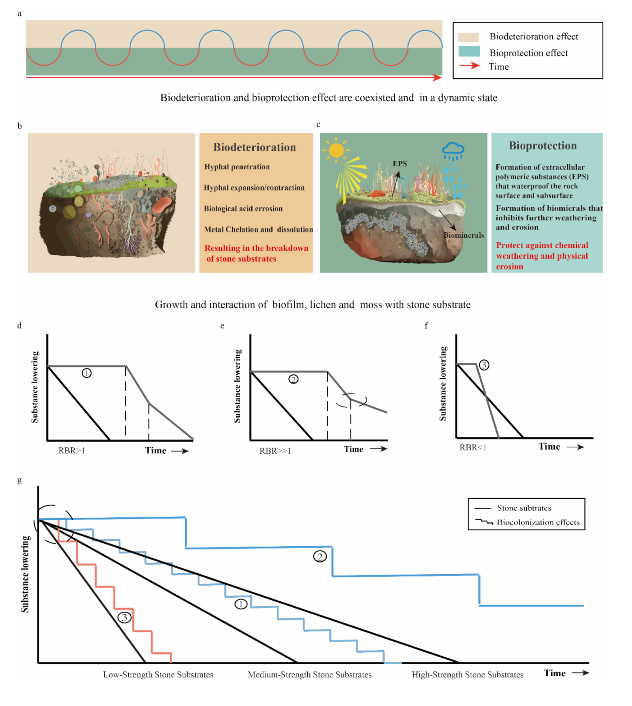 Unveiling the dual role of biocolonization: a case study on the deterioration and preservation of sandstone monuments in Leshan Giant Buddha, China