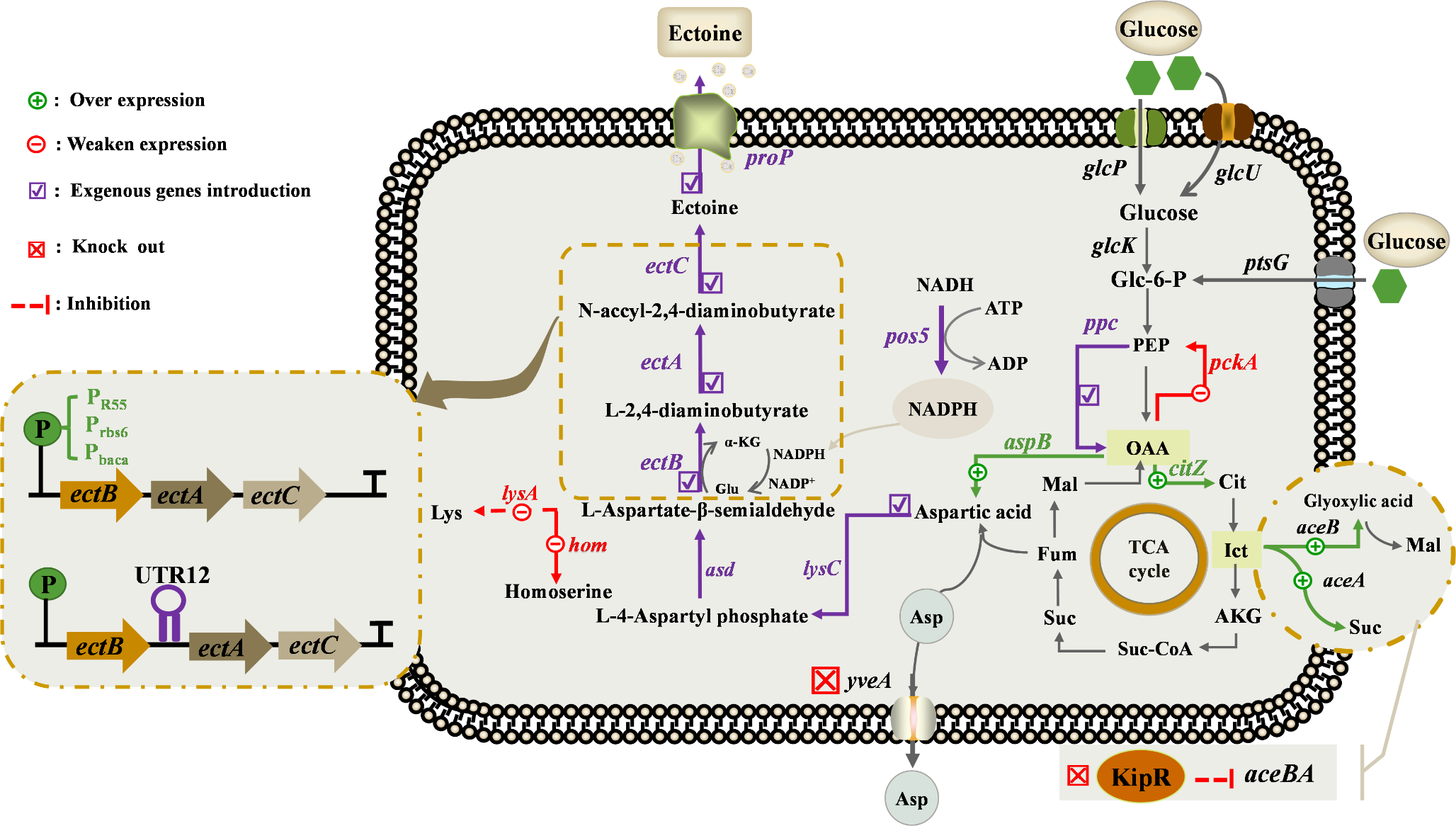Metabolic engineering of Bacillus licheniformis DW2 for ectoine production