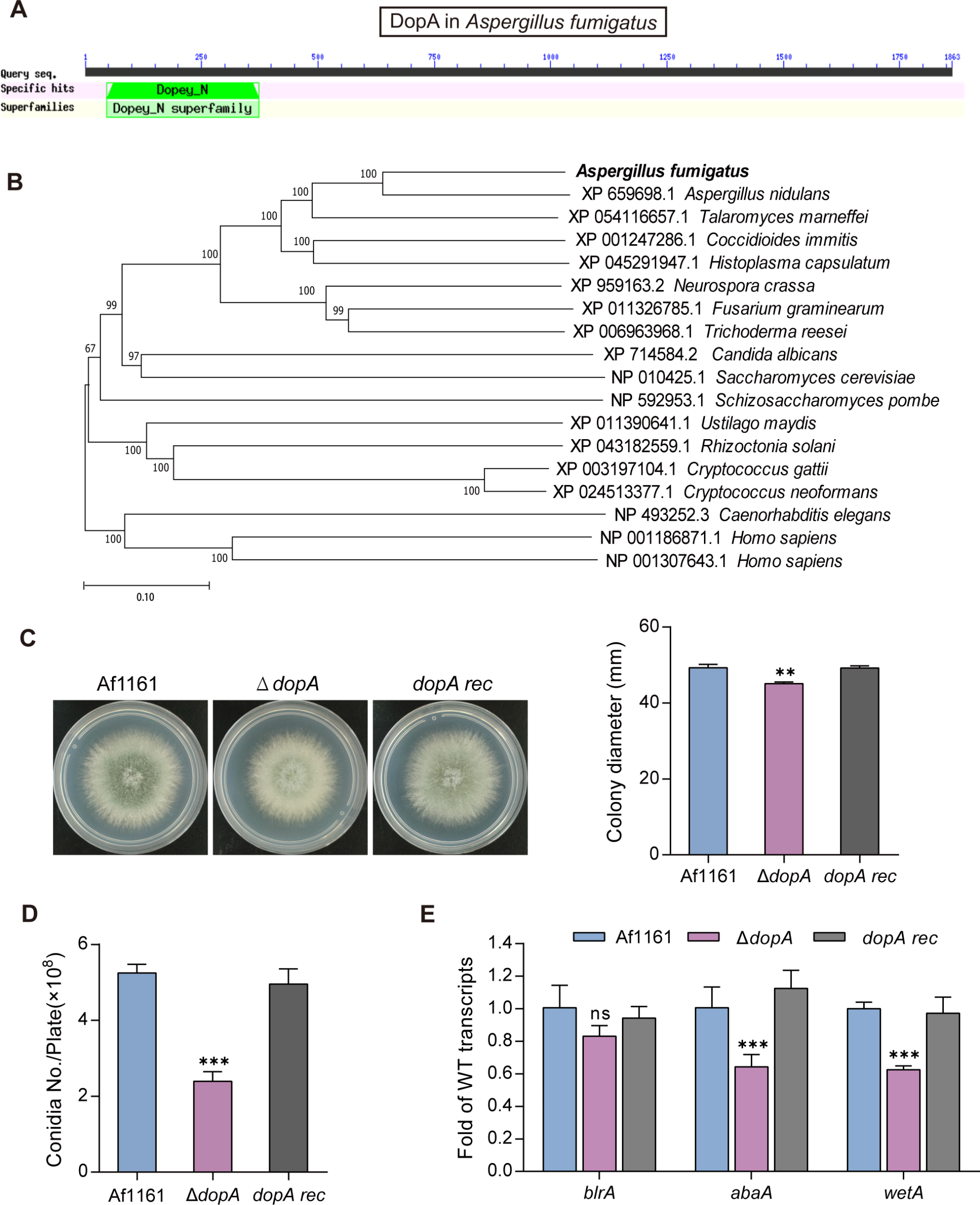 The conserved protein DopA is required for growth, drug tolerance and virulence in Aspergillus fumigatus
