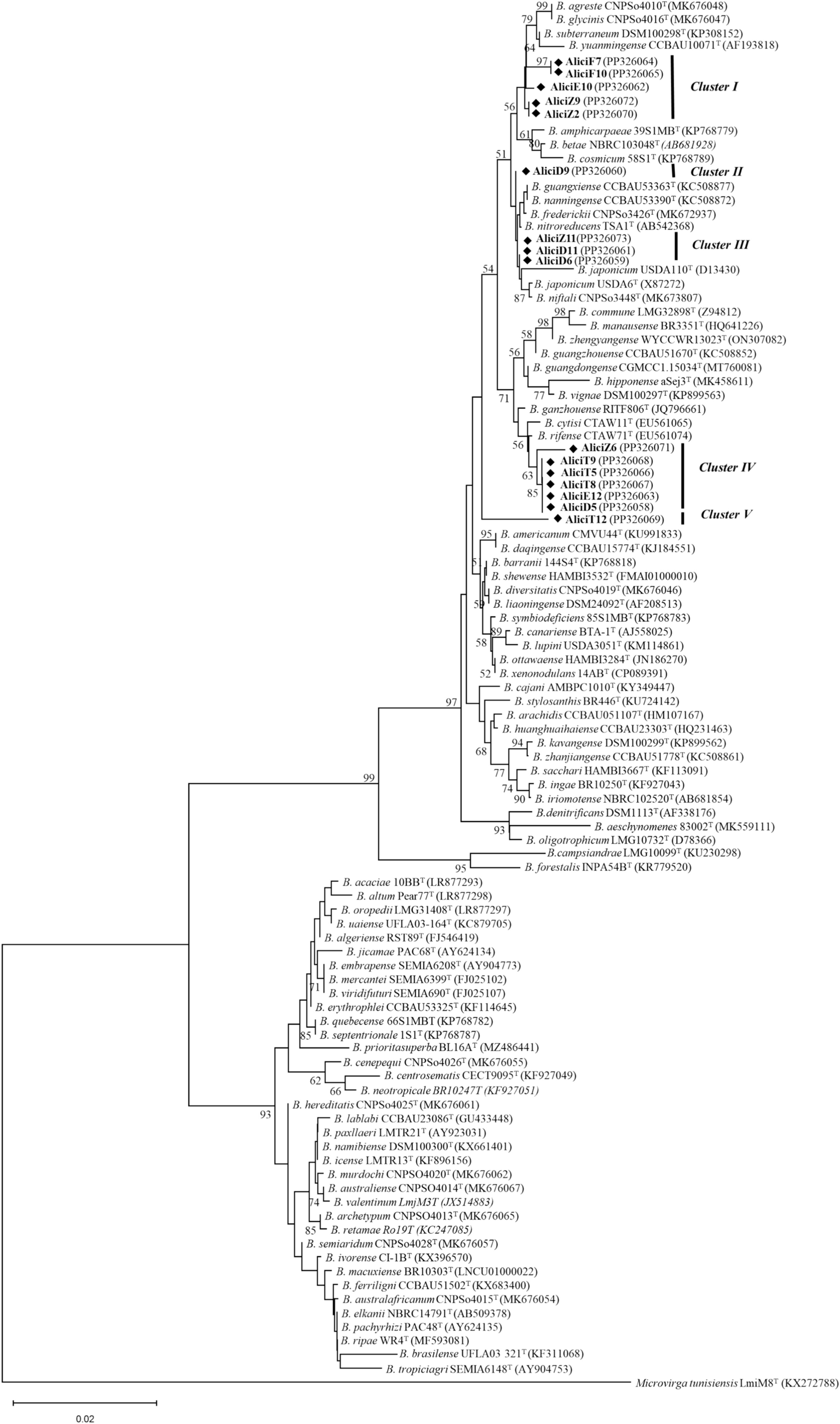 Multilocus sequencing analysis of the rhizobial symbionts isolated from Acacia salicina (Lindl.) grown in different regions in Tunisia reveals putative novel Bradyrhizobium species