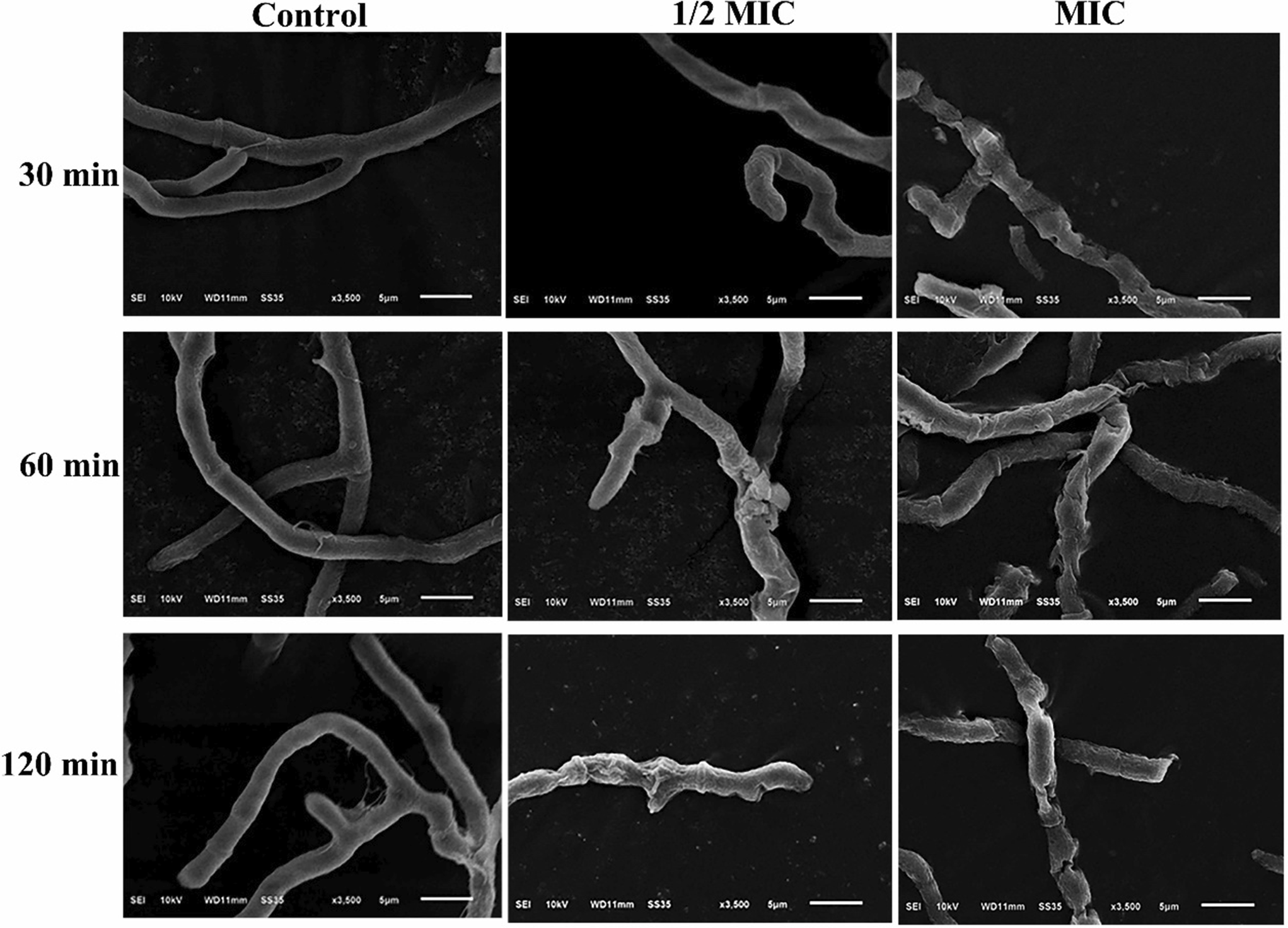 Trans-2-hexenal reduces postharvest mango stem-end rot by oxidative damage to Neofusicoccum parvum cell membranes