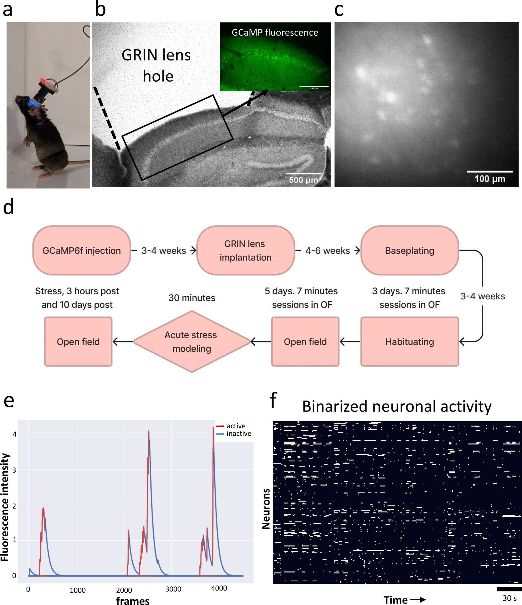 Dynamic changes in the hippocampal neuronal circuits activity following acute stress revealed by miniature fluorescence microscopy imaging