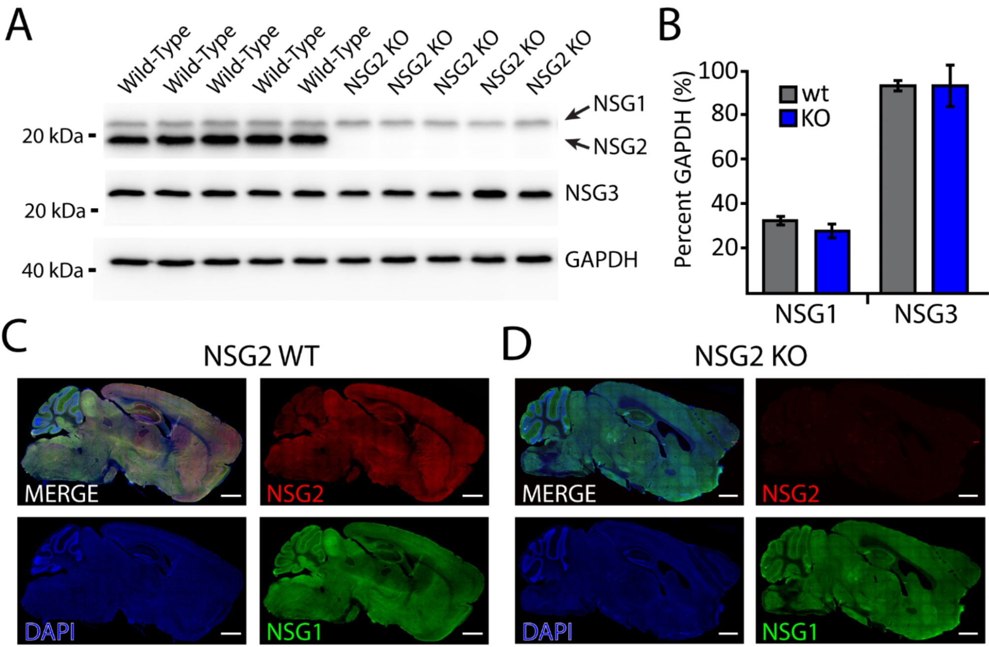 Knockout of AMPA receptor binding protein Neuron-specific gene 2 (NSG2) enhances associative learning and cognitive flexibility