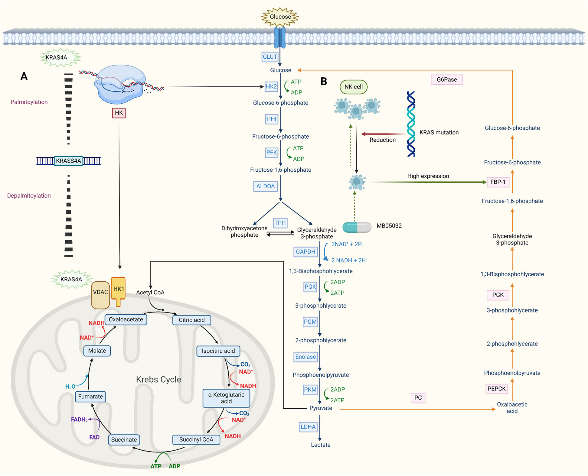 The roles of KRAS in cancer metabolism, tumor microenvironment and clinical therapy