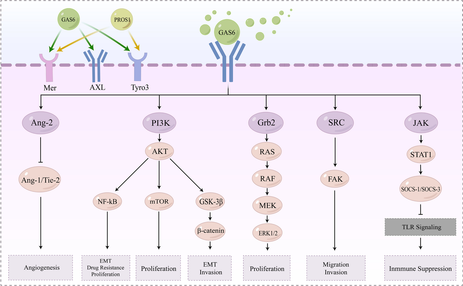 AXL: shapers of tumor progression and immunosuppressive microenvironments