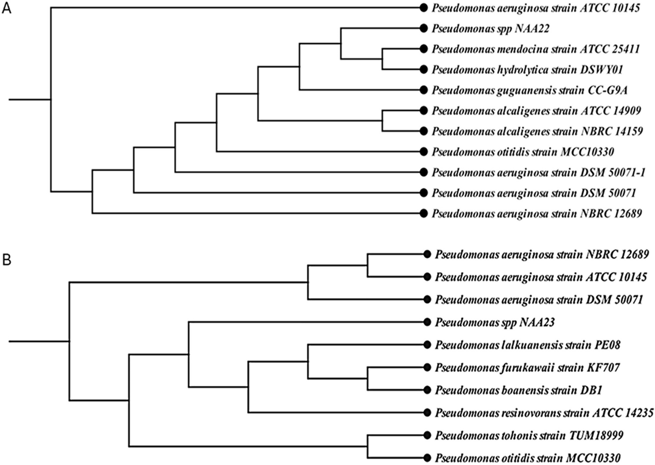 Mixed-species Pseudomonas biofilms: a novel and sustainable strategy for malachite green dye decolorization and detoxification
