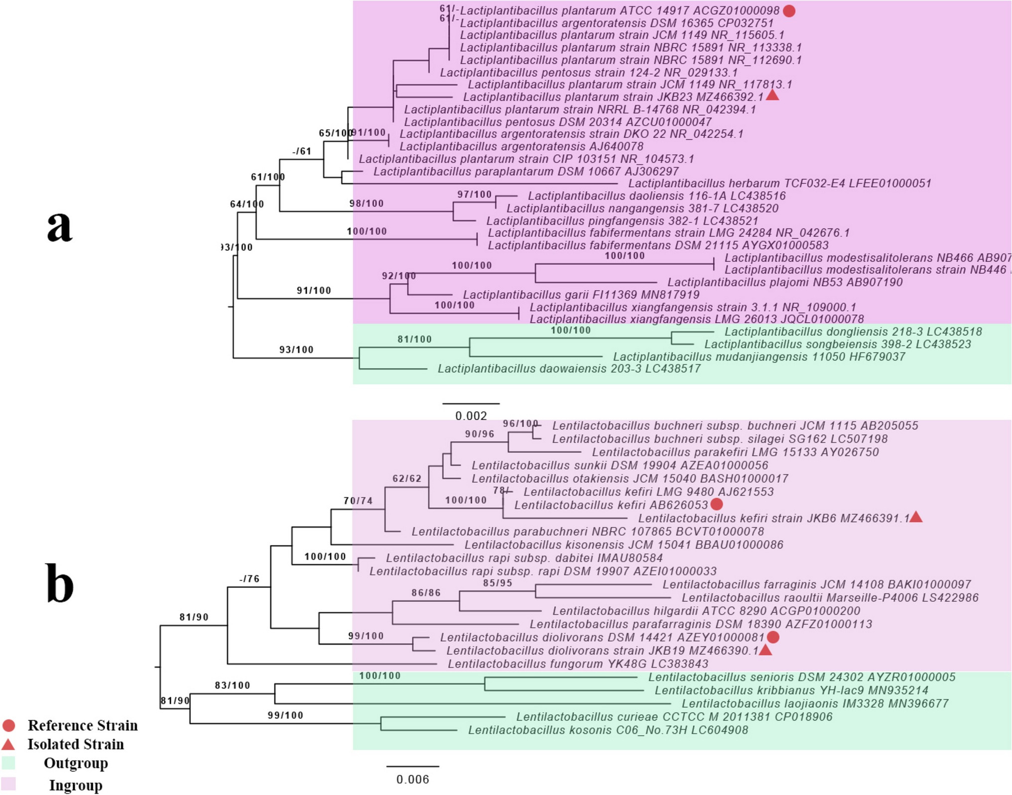 In vitro detoxification of aflatoxin B1 by Lactiplantibacillus plantarum isolated from the north of Iran: A pioneering insights into the origin of fermented beverages