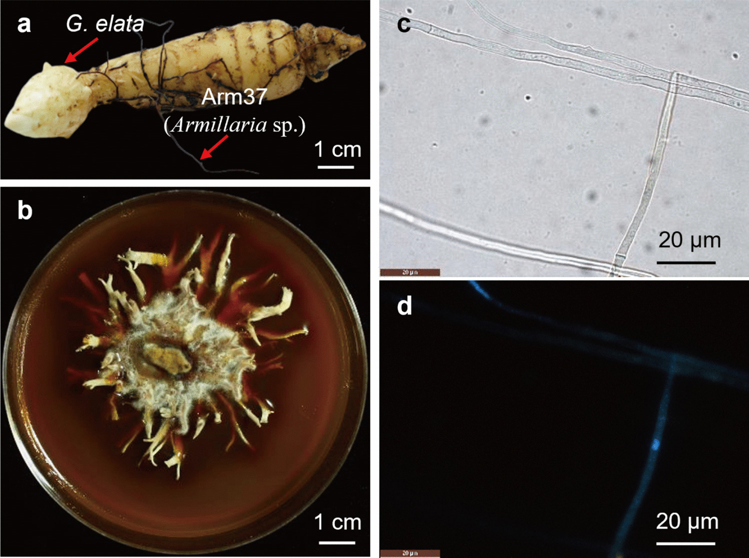 Establishment of an efficient Agrobacterium tumefaciens-mediated transformation system for an Armillaria species, a host of the fully mycoheterotrophic plant Gastrodia elata