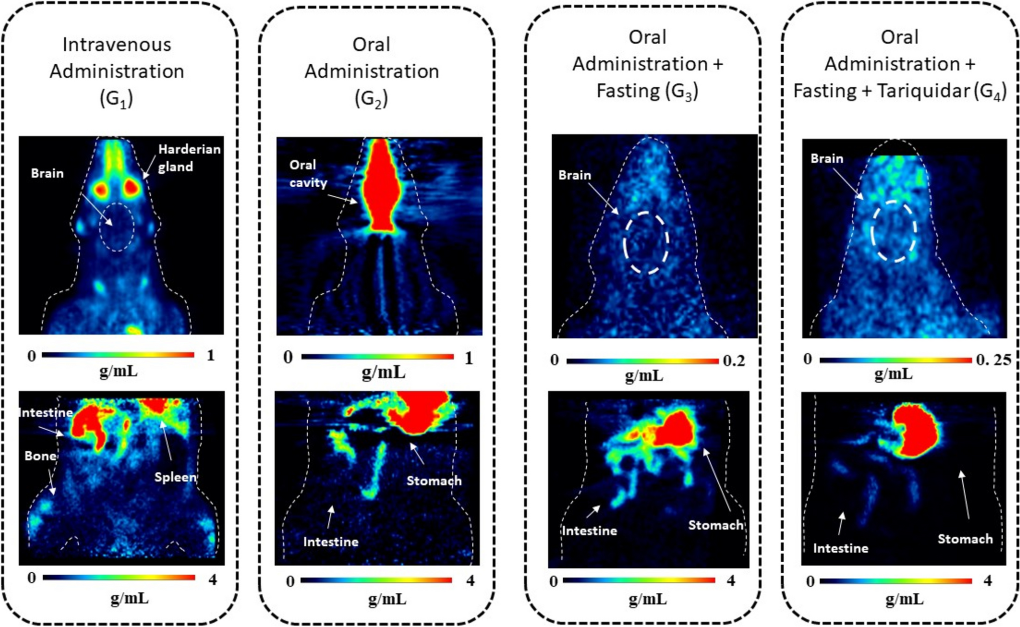 Oral Administration of [18F]MC225 for Quantification of P-glycoprotein Function: A Feasibility Study