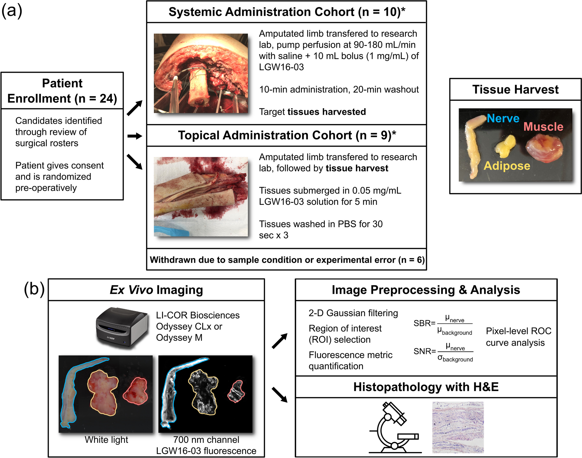 Ex Vivo Human Tissue Functions as a Testing Platform for the Evaluation of a Nerve-Specific Fluorophore