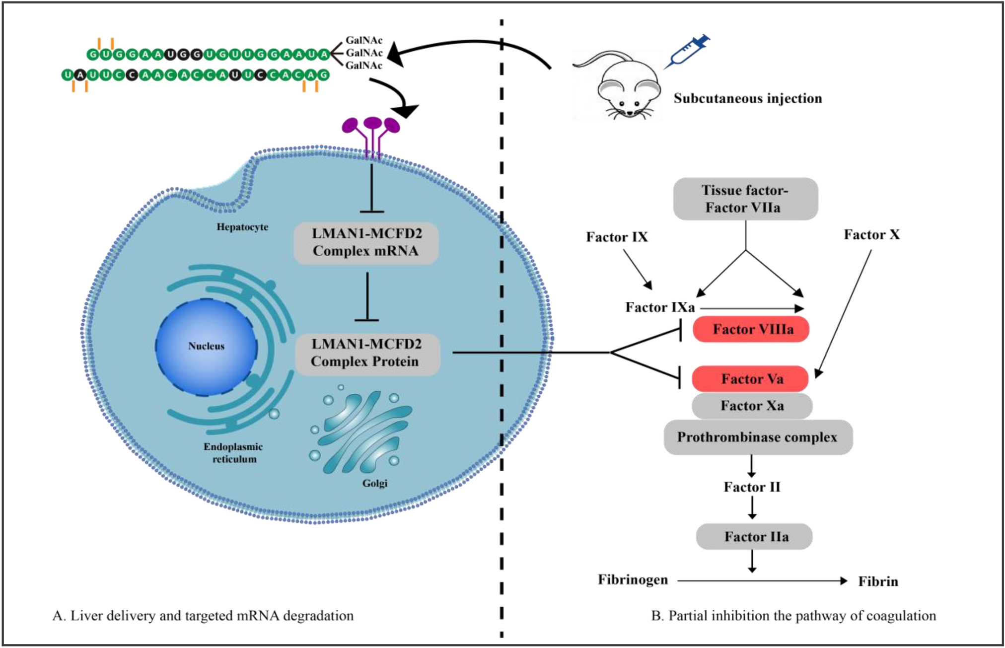 RNAi targeting LMAN1-MCFD2 complex promotes anticoagulation in mice