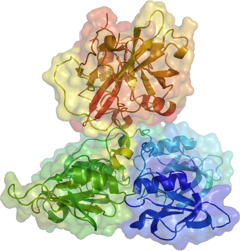 Factor XI: structure, function and therapeutic inhibition