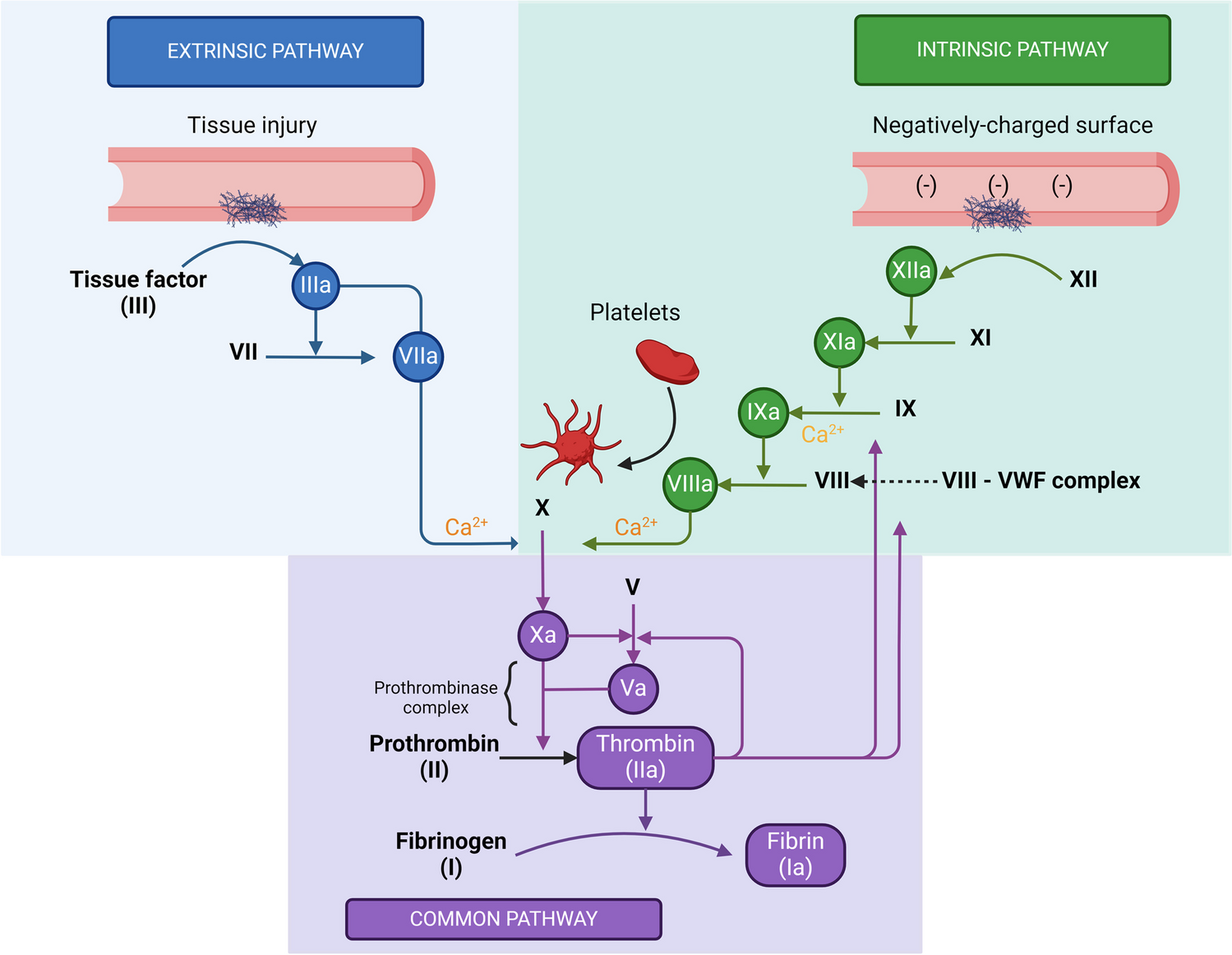 The foundation for investigating factor XI as a target for inhibition in human cardiovascular disease