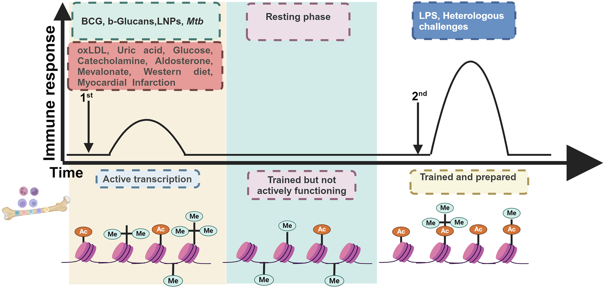 Role of Trained Immunity in Heath and Disease