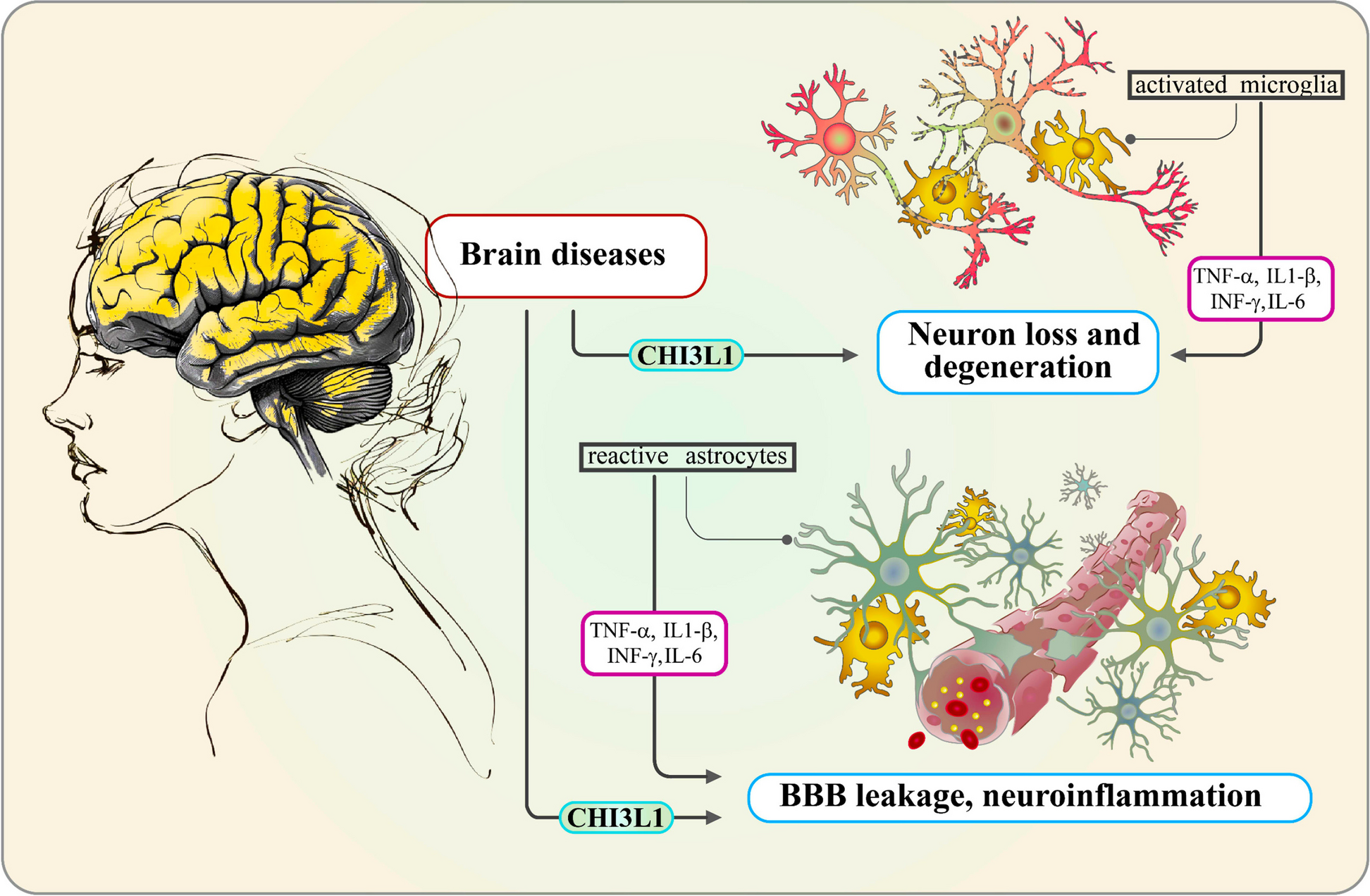Chitinase-3-like-1: a multifaceted player in neuroinflammation and degenerative pathologies with therapeutic implications