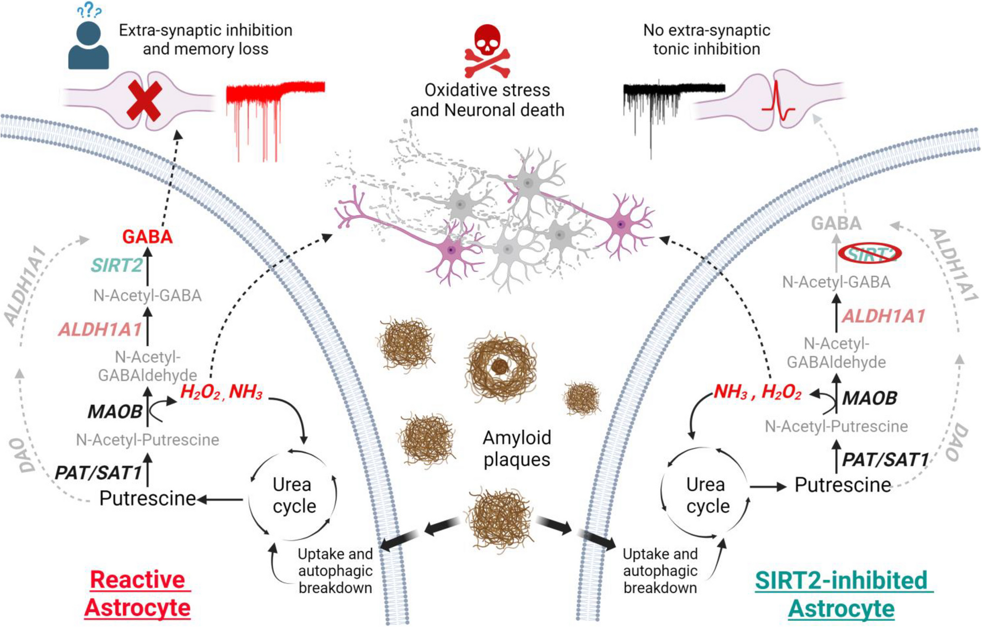 SIRT2 and ALDH1A1 as critical enzymes for astrocytic GABA production in Alzheimer’s disease