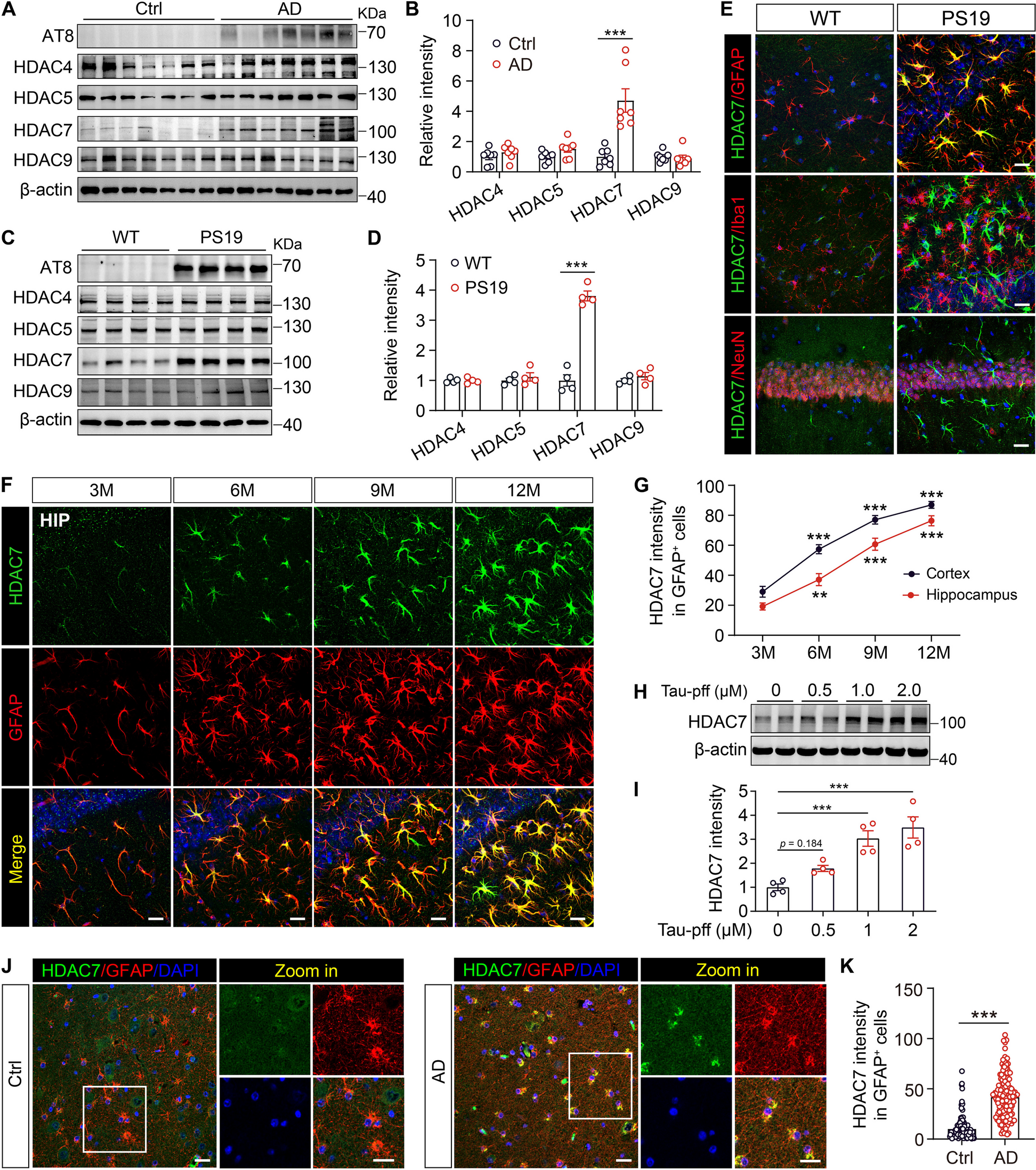 Upregulated astrocyte HDAC7 induces Alzheimer-like tau pathologies via deacetylating transcription factor-EB and inhibiting lysosome biogenesis
