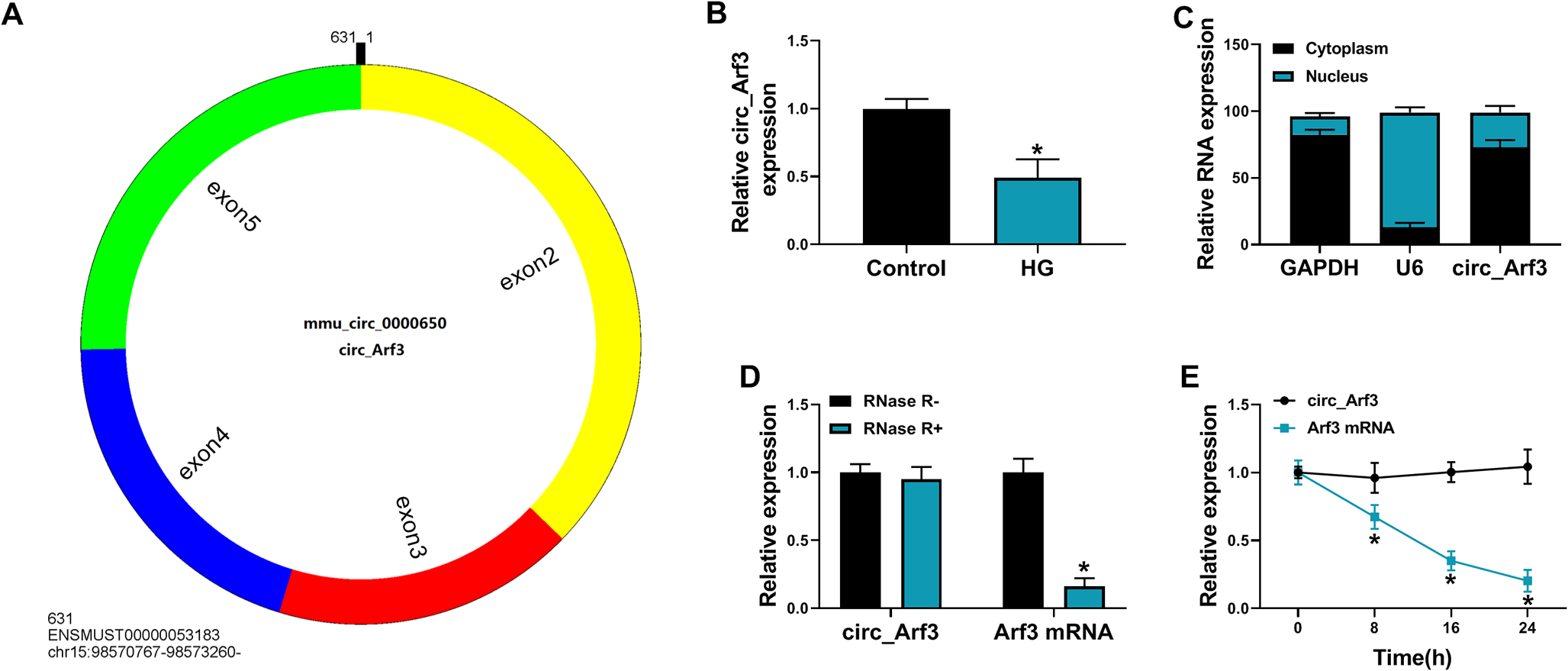 CircRNA Arf3 suppresses glomerular mesangial cell proliferation and fibrosis in diabetic nephropathy via miR-107-3p/Tmbim6 axis