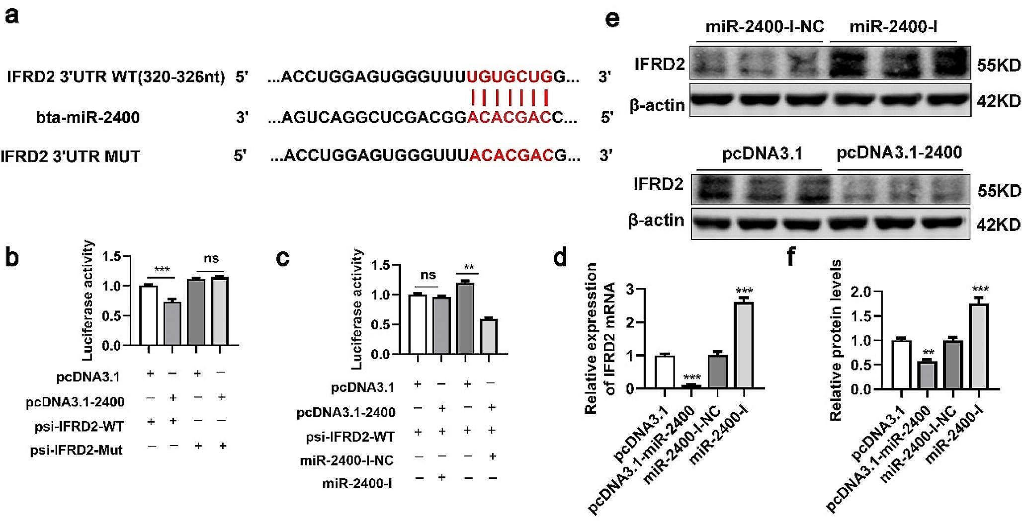 IFRD2, a target of miR-2400, regulates myogenic differentiation of bovine skeletal muscle satellite cells via decreased phosphorylation of ERK1/2 proteins