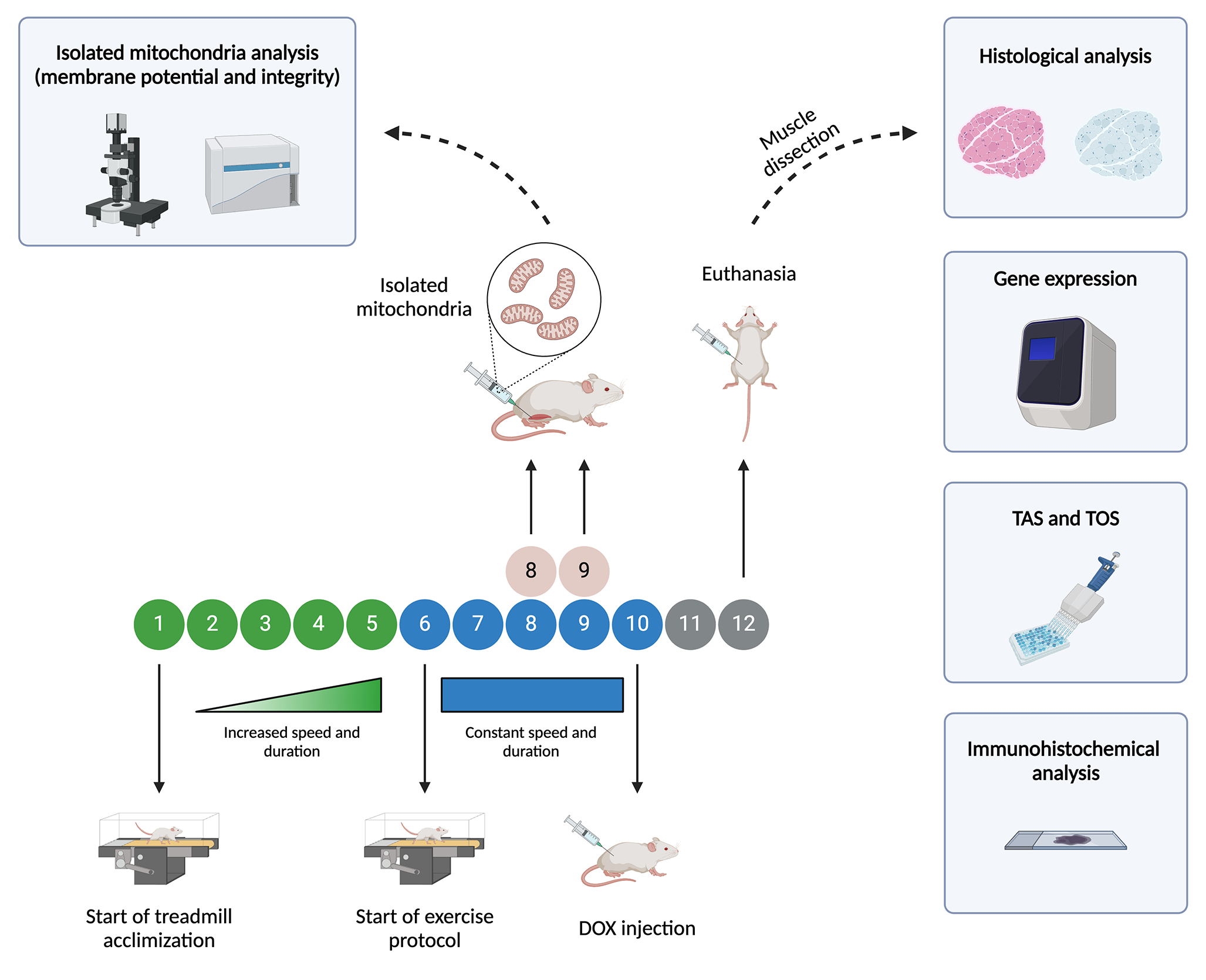 The effects of exercise and mitochondrial transplantation alone or in combination against Doxorubicin-induced skeletal muscle atrophy