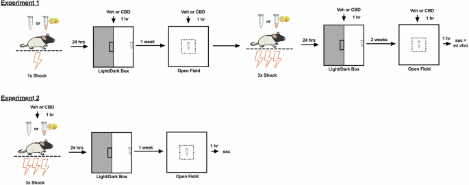 Cannabidiol abrogates cue-induced anxiety associated with normalization of mitochondria-specific transcripts and linoleic acid in the nucleus accumbens shell