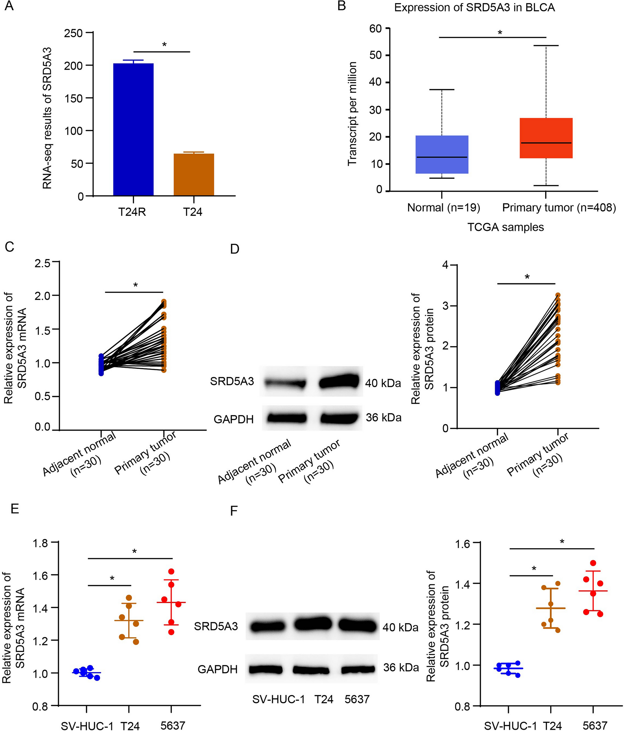 N6-methyladenosine-modified SRD5A3, identified by IGF2BP3, sustains cisplatin resistance in bladder cancer