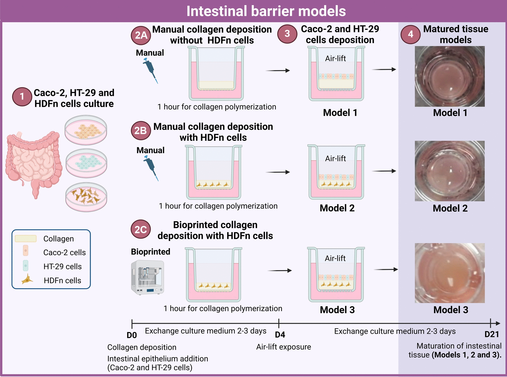 Biofabricated 3D Intestinal Models as an Alternative to Animal-Based Approaches for Drug Toxicity Assays