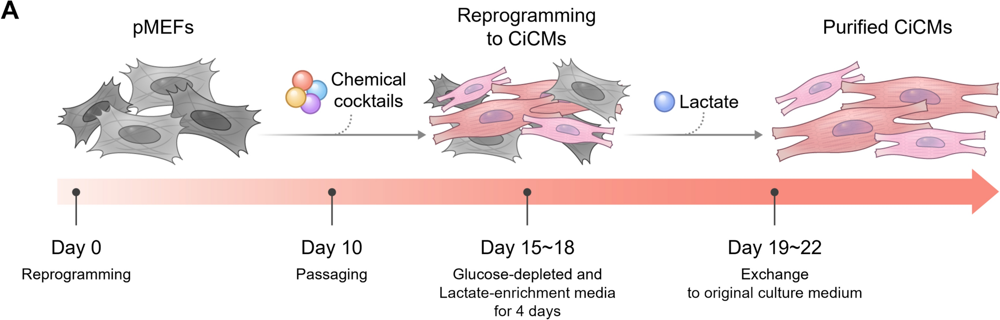 Enhancing Cardiomyocyte Purity through Lactate-Based Metabolic Selection
