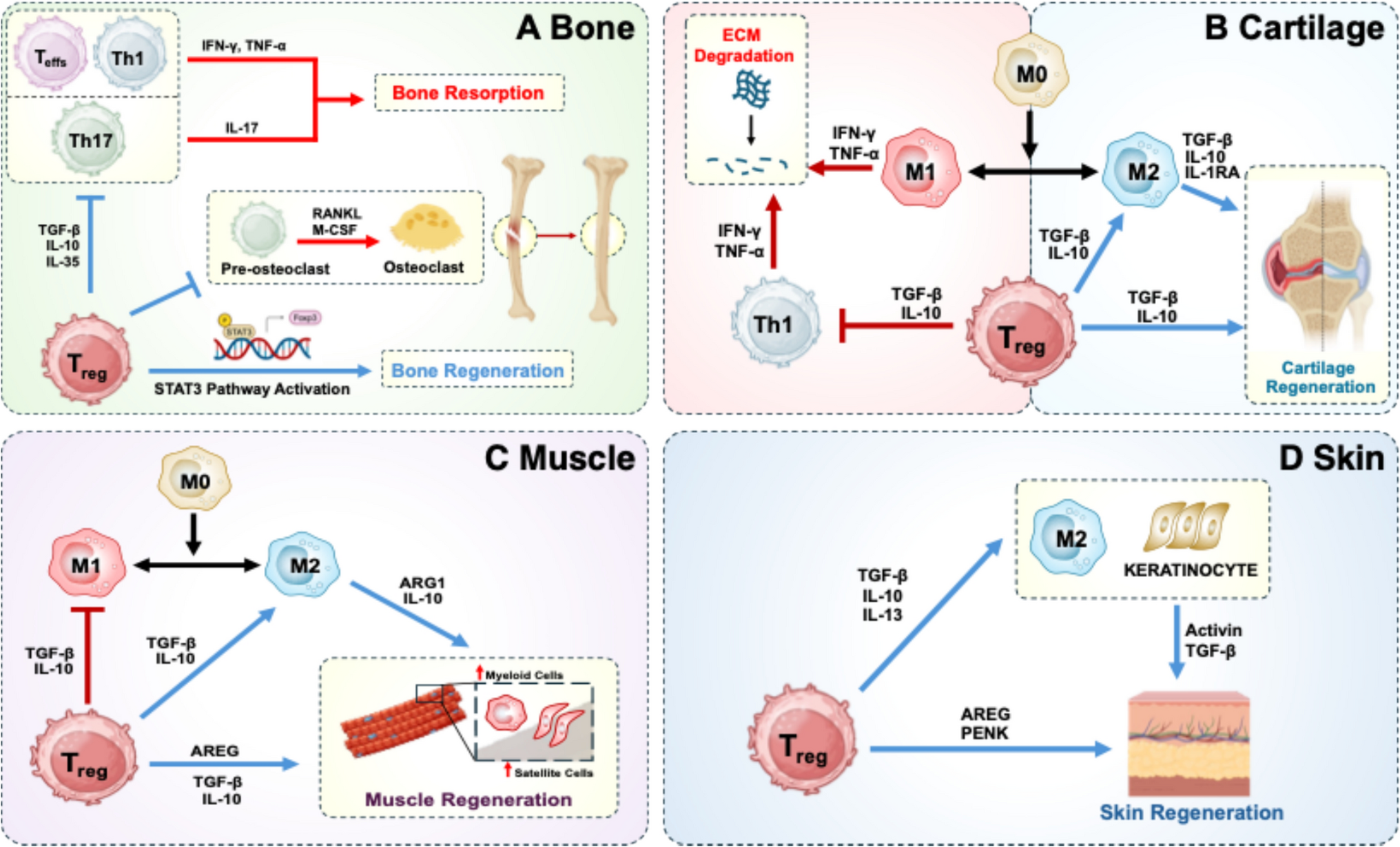 Regenerative Functions of Regulatory T Cells and Current Strategies Utilizing Mesenchymal Stem Cells in Immunomodulatory Tissue Regeneration