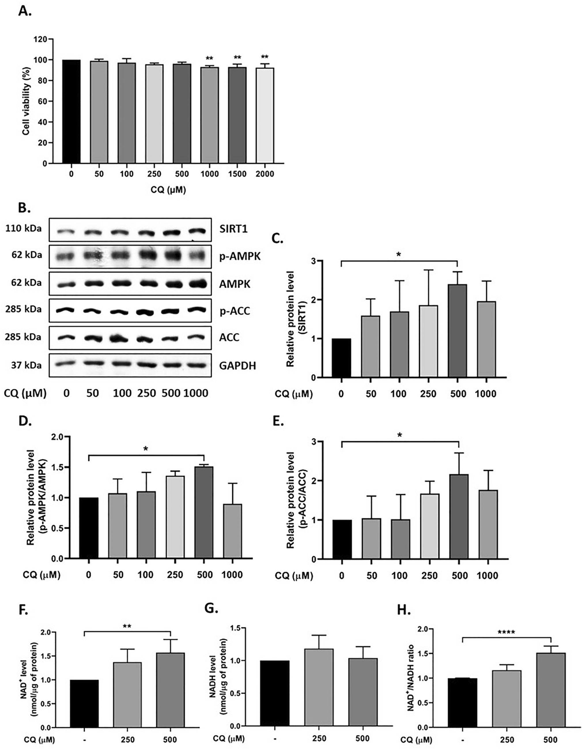 Unlocking Therapeutic Potential: Camphorquinone’s Role in Alleviating Non-Alcoholic Fatty Liver Disease via SIRT1/LKB1/AMPK Pathway Activation