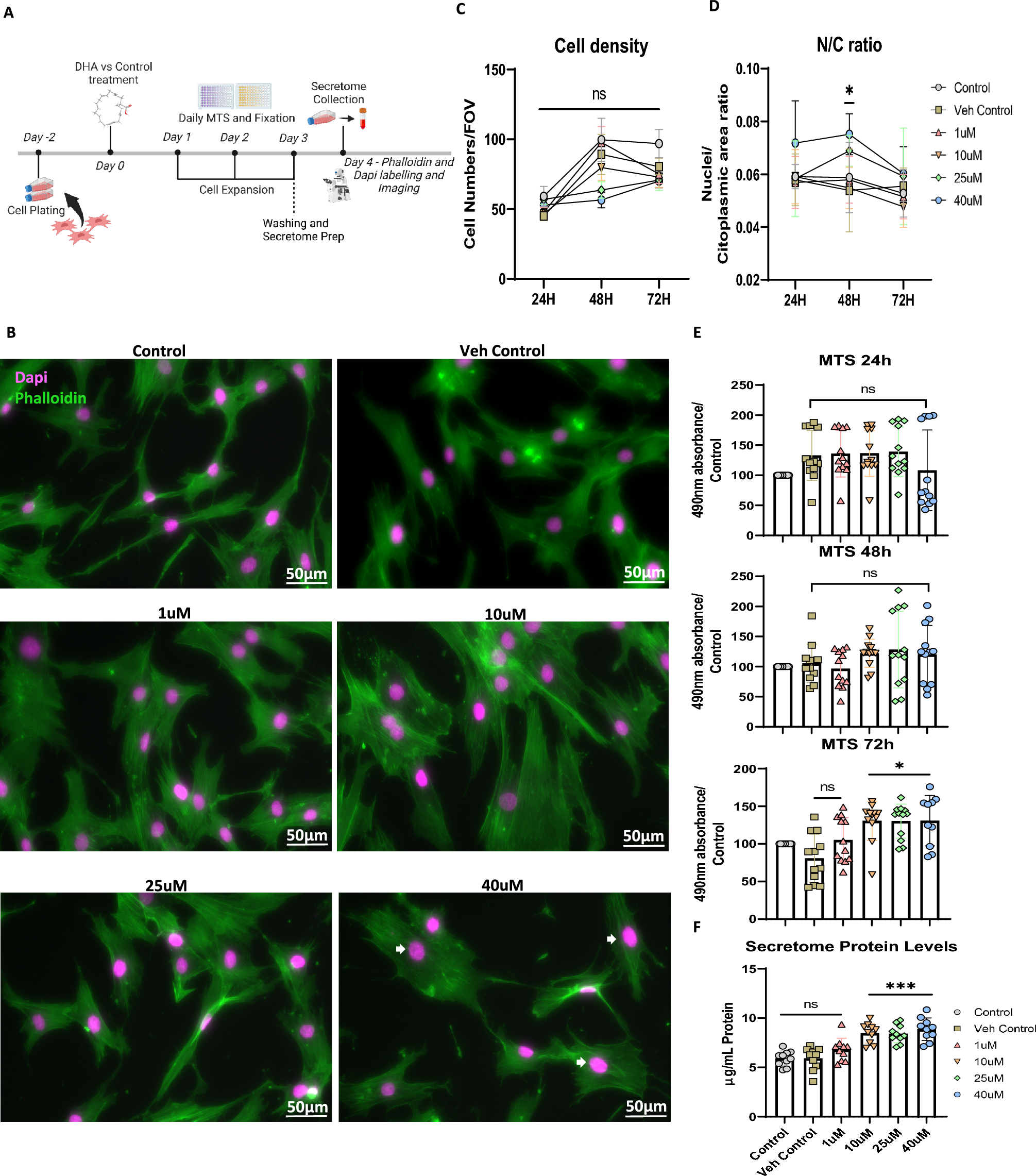 Lipid Priming of Adipose Mesenchymal Stromal Cells with Docosahexaenoic Acid: Impact on Cell Differentiation, Senescence and the Secretome Neuroregulatory Profile