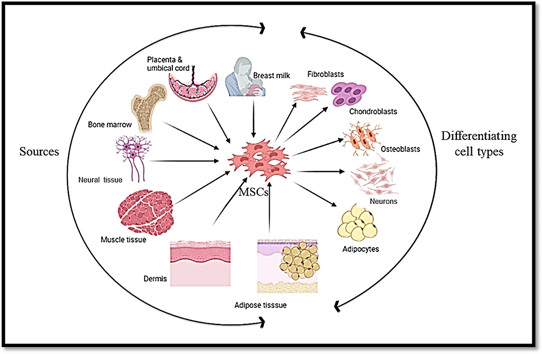 Gingival Mesenchymal Stem Cells: A Periodontal Regenerative Substitute