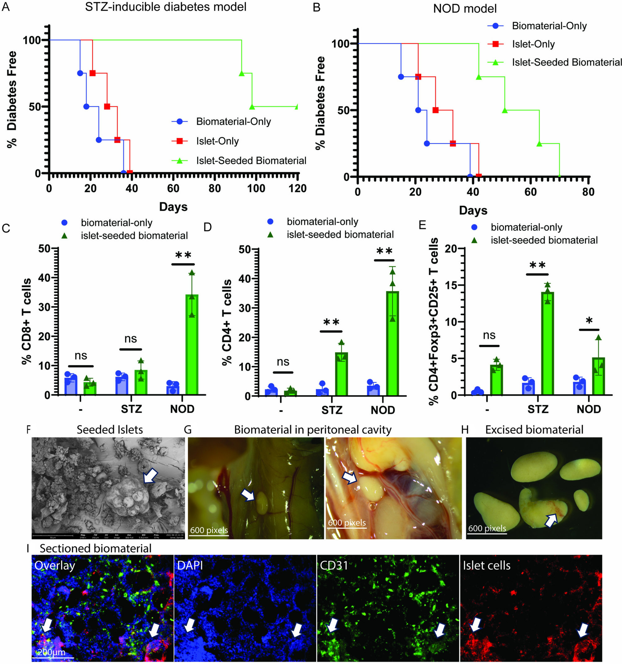Implantation of Islets Co-Seeded with Tregs in a Novel Biomaterial Reverses Diabetes in the NOD Mouse Model