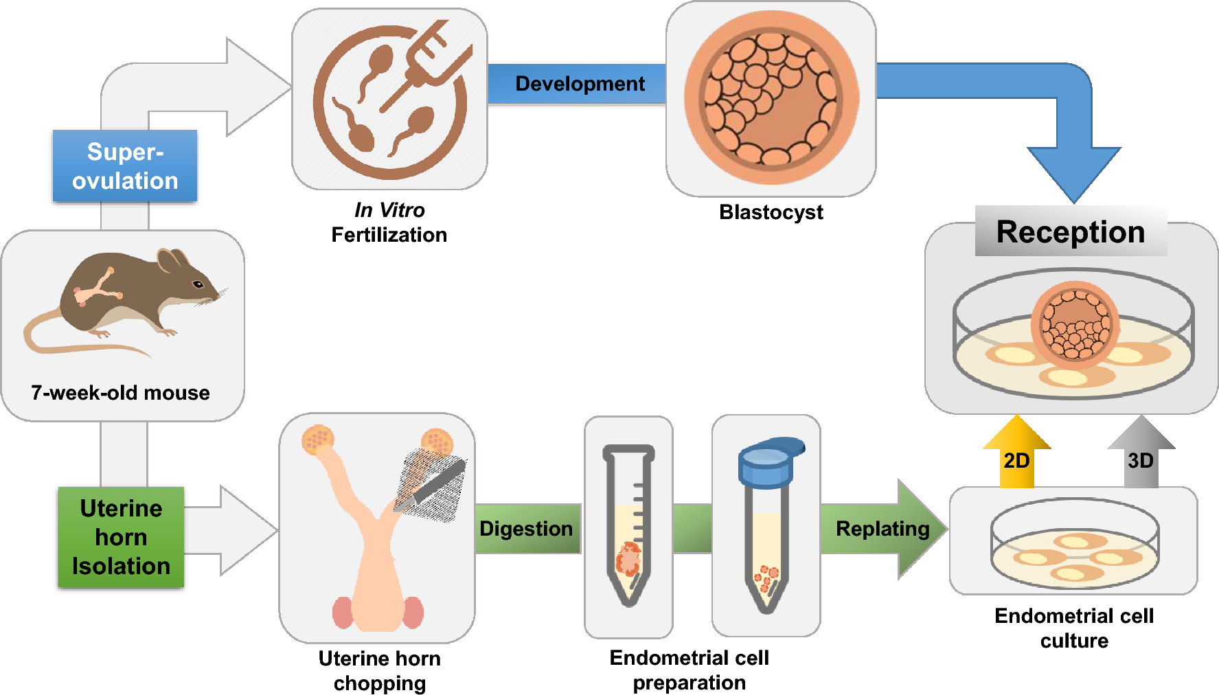 Establishment of an In Vitro Embryo-Endometrium Model Using Alginate-Embedded Mouse Embryos and Human Embryoid Body