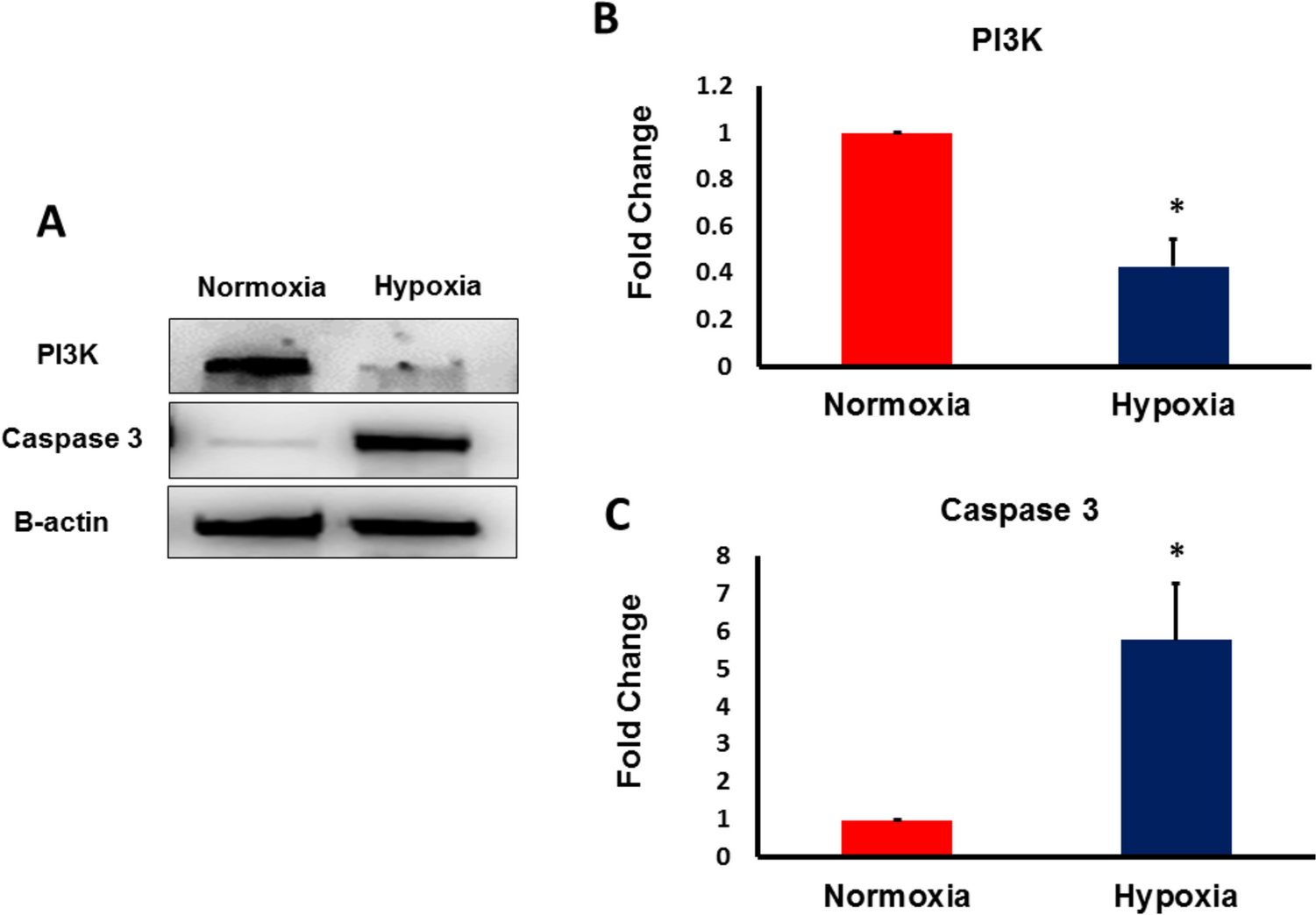 Hypoxic Stress Induces Complement-Mediated Lysis of Mesenchymal Stem Cells by Downregulating Factor H and CD59