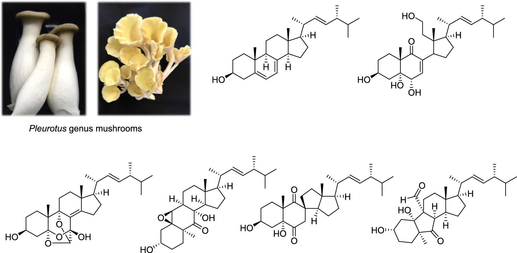 Ergostane-type steroids from mushrooms of Pleurotus genus